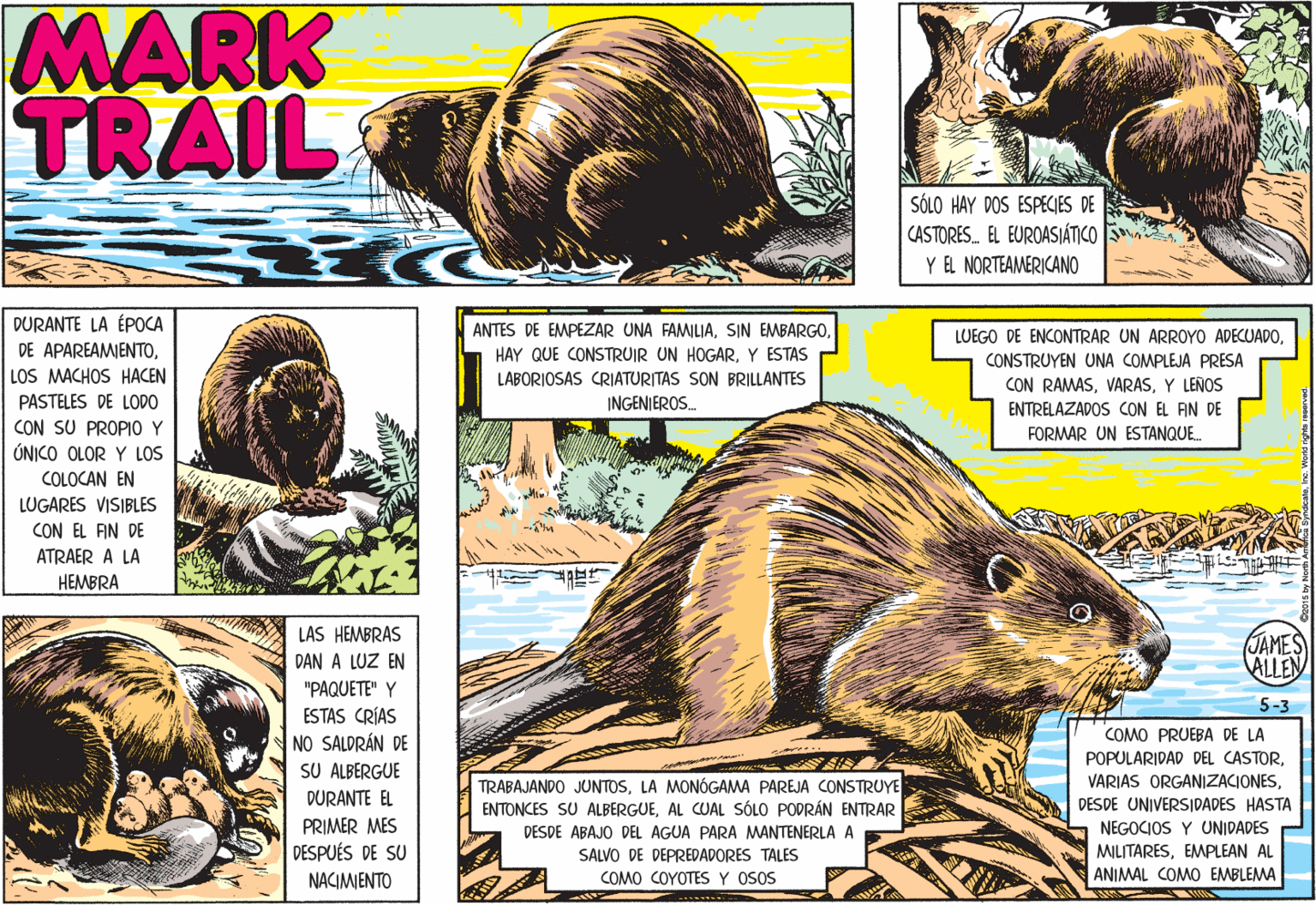 Wildlife OCR: MARK TRAIL SÓLO HAY DOS ESPECJES DE CASTORES. EL EUROASJÁTICO Y EL NORTEAMERICANO DURANTE LA ÉPOCA DE APAREAMIENTOLOS MACHOS HACEN ANTES DE EMPEZAR UNA FAMILIAY ESTAS CONSTRUYEN UNA COMPLEJA PRESA LABORIOSAS CRIATURITAS SON BRILLANTES CON RAMASY LEÑOS ENTRELAZADOS CON EL AN DE FORMAR UN ESTANQUE. PASTELES DE LODO INGENIEROS. CON SU PROPIO Y ÚNICO OLOR Y LOS COLOCAN EN LUGARES VISIBLES CON EL FIN DE ATRAER A LA HEMBRA LAS HEMBRAS (JAMES ALLEN DAN A LUZ EN "PAQUETE" Y 5-3 ESTAS CRÍAS NO SALDRÁN DE SU ALBERGUE COMO PRUEBA DE LA POPULARIDAD DEL CASTORDESDE UNIVERSIDADES HASTA NEGOCIOS Y UNIDADES MILITARESEMPLEAN AL ANIMAL COMO EMBLEMA TRABAJANDO JUNTOSLA MONÓGAMA PAREJA CONSTRUYE ENTONCES SU ALBERGUEAL CUAL SÓLO PODRÁN ENTRAR DURANTE EL PRIMER MES DESPUÉS DE SU DESDE ABAJO DEL AGUA PARA MANTENERLA A SALVO DE DEPREDADORES TALES COMO COYOTES Y OSOS NACIMIENTO MARK TRAIL SÓLO HAY DOS ESPECJES DE CASTORES. EL EUROASJÁTICO Y EL NORTEAMERICANO DURANTE LA ÉPOCA DE APAREAMIENTOLOS MACHOS HACEN ANTES DE EMPEZAR UNA FAMILIASIN EMBARGOLUEGO DE ENCONTRAR UN ARROYO ADECUADOHAY QUE CONSTRUIR UN HOGARY ESTAS CONSTRUYEN UNA COMPLEJA PRESA LABORIOSAS CRIATURITAS SON BRILLANTES CON RAMASY LEÑOS ENTRELAZADOS CON EL AN DE FORMAR UN ESTANQUE. PASTELES DE LODO INGENIEROS. CON SU PROPIO Y ÚNICO OLOR Y LOS COLOCAN EN LUGARES VISIBLES CON EL FIN DE ATRAER A LA HEMBRA LAS HEMBRAS (JAMES ALLEN DAN A LUZ EN "PAQUETE" Y 5-3 ESTAS CRÍAS NO SALDRÁN DE SU ALBERGUE COMO PRUEBA DE LA POPULARIDAD DEL CASTORVARIAS ORGANIZACIONESDESDE UNIVERSIDADES HASTA NEGOCIOS Y UNIDADES MILITARESEMPLEAN AL ANIMAL COMO EMBLEMA TRABAJANDO JUNTOSLA MONÓGAMA PAREJA CONSTRUYE ENTONCES SU ALBERGUEAL CUAL SÓLO PODRÁN ENTRAR DURANTE EL PRIMER MES DESPUÉS DE SU DESDE ABAJO DEL AGUA PARA MANTENERLA A SALVO DE DEPREDADORES TALES COMO COYOTES Y OSOS NACIMIENTO