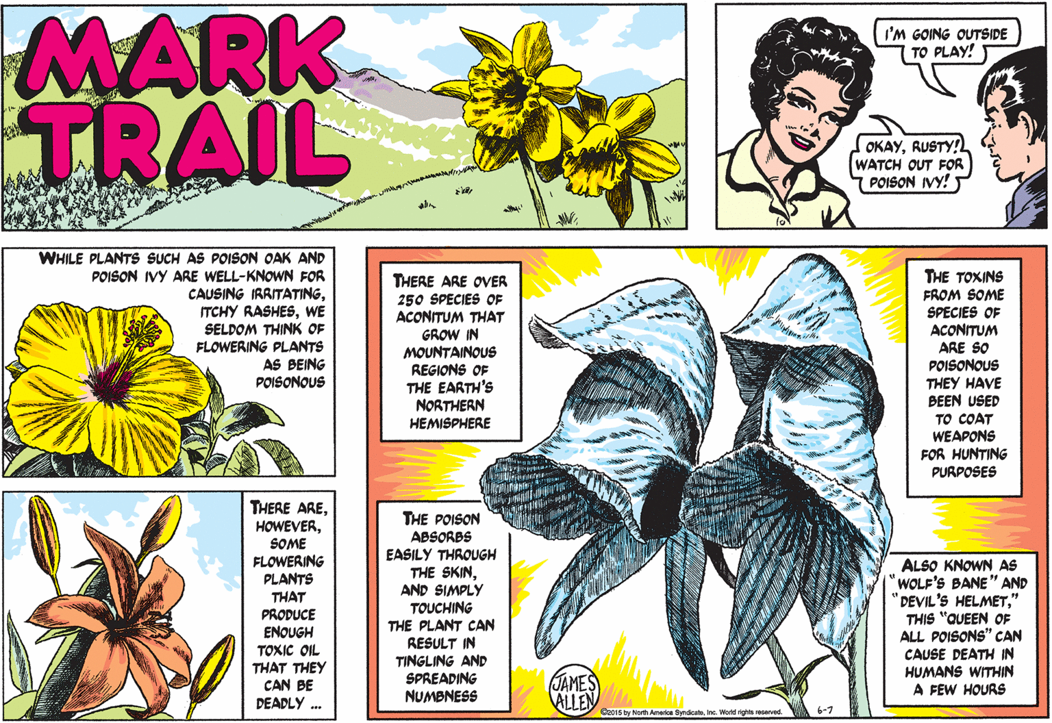Flowering plant OCR: MARK TRAIL I'M GOING OUTSIDE TO PLAY! OKAYRUSTY!L WATCH OUT FOR POISON IVY! ) WHILE PLANTS SUCH AS POISON OAK AND POISON IVY ARE WELL-KNOWN FOR CAUSING IRAITATINGWE SELDOM THINK OF FLOWERING PLANTS AS BEING POISONOUS THERE ARE OVER 250 SPECIES OF ACONITUM THAT GROW IN MOUNTAINOUS REGIONS OF THE EARTH'S NORTHERN HEMISPHERE THE TOXINS FROM SOME SPECIES OF ACONITUM ARE SO POISONOUS THEY HAVE BEEN USED TO COAT WEAPONS FOR HUNTING PURPOSES THERE ARESOME FLOWERING PLANTS THAT PRODUCE ENOUGH TOXIC OIL THAT THEY CAN BE DEADLY . THE POISON ABSORBS EASILY THROUGH THE SKINAND SIMPLY TOUCHING THE PLANT CAN RESULT IN TINGLING AND SPREADING NUMBNESS ALSO KNOWN AS "WOLF'S BANE" AND 'DEVIL'S HELMET" THIS "QUEEN OF ALL POISONS" CAN CAUSE DEATH IN HUMANS WITHIN A FEW HOURS JAMES ALLEN C2015 by North America SyndicaleInc. World rights recarved. 6-7 MARK TRAIL I'M GOING OUTSIDE TO PLAY! OKAYRUSTY!L WATCH OUT FOR POISON IVY! ) WHILE PLANTS SUCH AS POISON OAK AND POISON IVY ARE WELL-KNOWN FOR CAUSING IRAITATINGITCHY RASHESWE SELDOM THINK OF FLOWERING PLANTS AS BEING POISONOUS THERE ARE OVER 250 SPECIES OF ACONITUM THAT GROW IN MOUNTAINOUS REGIONS OF THE EARTH'S NORTHERN HEMISPHERE THE TOXINS FROM SOME SPECIES OF ACONITUM ARE SO POISONOUS THEY HAVE BEEN USED TO COAT WEAPONS FOR HUNTING PURPOSES THERE ARESOME FLOWERING PLANTS THAT PRODUCE ENOUGH TOXIC OIL THAT THEY CAN BE DEADLY . THE POISON ABSORBS EASILY THROUGH THE SKINAND SIMPLY TOUCHING THE PLANT CAN RESULT IN TINGLING AND SPREADING NUMBNESS ALSO KNOWN AS "WOLF'S BANE" AND 'DEVIL'S HELMET" THIS "QUEEN OF ALL POISONS" CAN CAUSE DEATH IN HUMANS WITHIN A FEW HOURS JAMES ALLEN C2015 by North America SyndicaleInc. World rights recarved. 6-7