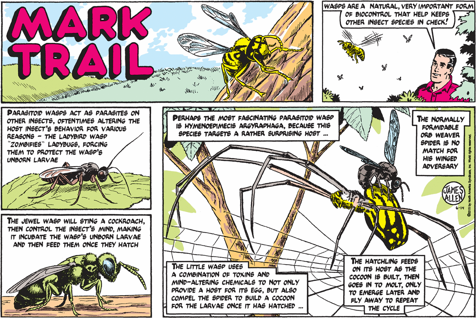 Pollinator OCR: MARK TRAIL WASPS ARE A NATURALVERY IMPORTANT FORM OF BIOCONTROL THAT HELP KEEPS OTHER INSECT SPECIES IN CHECK! PARASITOID WASPS ACT AS PARASITES ON OTHER INSECTSOFTENTIMES ALTERING THE HOST INSECT'S BEHAVIOR FOR VARIOUS REASONS - THE LADYBIRD WASP "ZOMBIFIES" LADYBUGSFORCING THEM TO PROTECT THE WASP's UNBORN LARVAE PERHAPS THE MOST FASCINATING PARASITOID WASP IS HYMENOEPIMECIS ARGYRAPHAGABECAUSE THIS SPECIES TARGETS A RATHER SURPRISING HOST . THE NORMALLY FORMIDABLE ORB WEAVER SPIDER IS NO MATCH FOR HIS WINGED ADVERSARY JAMES ALLEN 6-14 THE JEWEL WASP WILL STING A COCKROACHMAKING IT INCUBATE THE WASP'S UNBORN LARVAE AND THEN FEED THEM ONCE THEY HATCH THE LITTLE WASP USES A COMBINATION OF TOXINS AND MIND-ALTERING CHEMICALS TO NOT ONLY PROVIDE A HOST FOR ITS EGBUT ALSO COMPEL THE SPIDER TO BUILD A COCOON FOR THE LARVAE ONCE HAS HATCHED ... THE HATCHLING FEEDS ON ITS HOST AS THE COCOON IS BUILTTHEN GOES IN TO MOLTONLY TO EMERGE LATER AND FLY AWAY TO REPEAT THE CYCLE y Nerh Ametca Syndnic MARK TRAIL WASPS ARE A NATURALVERY IMPORTANT FORM OF BIOCONTROL THAT HELP KEEPS OTHER INSECT SPECIES IN CHECK! PARASITOID WASPS ACT AS PARASITES ON OTHER INSECTSOFTENTIMES ALTERING THE HOST INSECT'S BEHAVIOR FOR VARIOUS REASONS - THE LADYBIRD WASP "ZOMBIFIES" LADYBUGSFORCING THEM TO PROTECT THE WASP's UNBORN LARVAE PERHAPS THE MOST FASCINATING PARASITOID WASP IS HYMENOEPIMECIS ARGYRAPHAGABECAUSE THIS SPECIES TARGETS A RATHER SURPRISING HOST . THE NORMALLY FORMIDABLE ORB WEAVER SPIDER IS NO MATCH FOR HIS WINGED ADVERSARY JAMES ALLEN 6-14 THE JEWEL WASP WILL STING A COCKROACHTHEN CONTROL THE INSECT'S MINDMAKING IT INCUBATE THE WASP'S UNBORN LARVAE AND THEN FEED THEM ONCE THEY HATCH THE LITTLE WASP USES A COMBINATION OF TOXINS AND MIND-ALTERING CHEMICALS TO NOT ONLY PROVIDE A HOST FOR ITS EGBUT ALSO COMPEL THE SPIDER TO BUILD A COCOON FOR THE LARVAE ONCE HAS HATCHED ... THE HATCHLING FEEDS ON ITS HOST AS THE COCOON IS BUILTTHEN GOES IN TO MOLTONLY TO EMERGE LATER AND FLY AWAY TO REPEAT THE CYCLE y Nerh Ametca Syndn