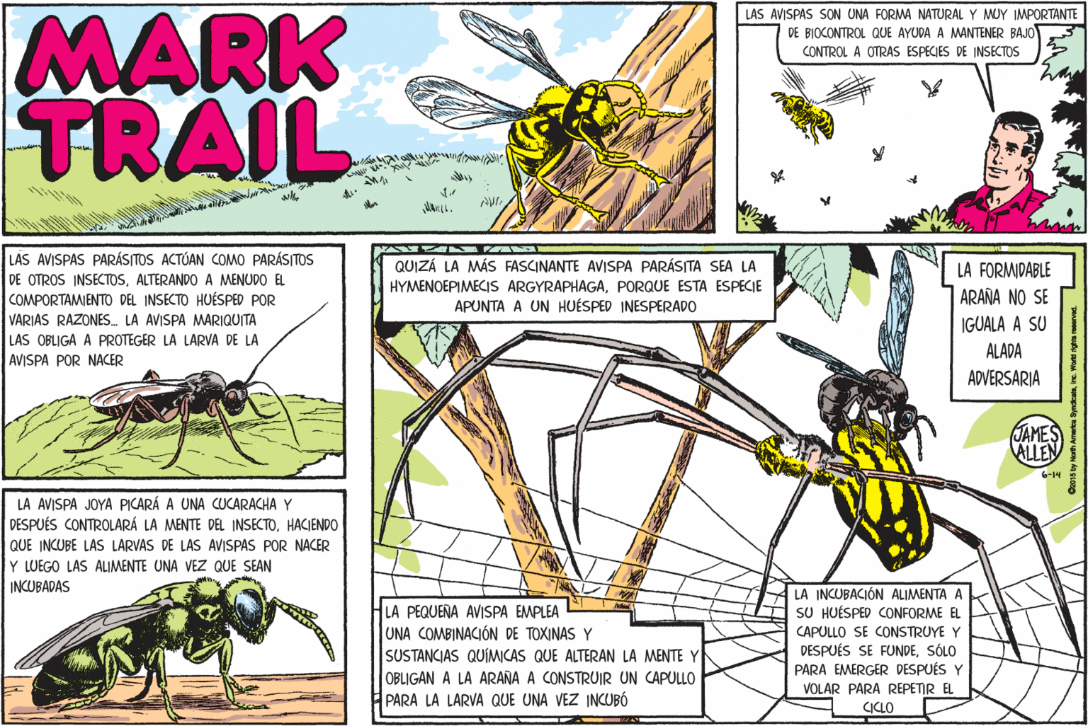 Drawing OCR: MARK TRAIL LAS AVISPAS SON UNA FORMA NATURAL Y MUY IMPORTANTE DE BIOCONTROL QUE AYUDA A MANTENER BAJO CONTROL A OTRAS ESPECIES DE INSECTOS LAS AVISPAS PARÁSITOS ACTÚAN COMO PARÁSITOS DE OTROS INSECTOSALTERANDO A MENUDO EL COMPORTAMIENTO DEL INSECTO HUÉSPED POR VARIAS RAZONES. LA AVISPA MARIQUITA LAS OBLIGA A PROTEGER LA LARVA DE LA AVISPA POR NACER QUIZÁ LA MÁS FASCINANTE AVISPA PARÁSITA SEA LA LA FORMIDABLE HYMENOEPIMECIS ARGYRAPHAGAPORQUE ESTA ESPECIE ARAÑA NO SE APUNTA A UN HUÉSPED INESPERADO IGUALA A SU ALADA ADVERSARIA JAMES ALLEN 6-14 LA AVISPA JOYA PICARÁ A UNA CUCARACHA Y DESPUÉS CONTROLARÁ LA MENTE DEL INSECTOHACIENDO QUE INCUBE LAS LARVAS DE LAS AVISPAS POR NACER Y LUEGO LAS ALIMENTE UNA VEZ QUE SEAN INCUBADAS LA INCUBACIÓN ALIMENTA A SU HUÉSPED CONFORME EL LA PEQUEÑA AVISPA EMPLEA UNA COMBINACIÓN DE TOXINAS Y SUSTANCIAS QUÍMICAS QUE ALTERAN LA MENTE Y OBLIGAN A LA ARAÑA A CONSTRUIR UN CAPULLO PARA LA LARVA QUE UNA VEZ INCUBÓ CAPULLO SE CONSTRUYE Y DESPUÉS SE FONDESÓLO PARA EMERGER DESPUÉS Y VOLAR PARA REPETIR EL CICLO MARK TRAIL LAS AVISPAS SON UNA FORMA NATURAL Y MUY IMPORTANTE DE BIOCONTROL QUE AYUDA A MANTENER BAJO CONTROL A OTRAS ESPECIES DE INSECTOS LAS AVISPAS PARÁSITOS ACTÚAN COMO PARÁSITOS DE OTROS INSECTOSALTERANDO A MENUDO EL COMPORTAMIENTO DEL INSECTO HUÉSPED POR VARIAS RAZONES. LA AVISPA MARIQUITA LAS OBLIGA A PROTEGER LA LARVA DE LA AVISPA POR NACER QUIZÁ LA MÁS FASCINANTE AVISPA PARÁSITA SEA LA LA FORMIDABLE HYMENOEPIMECIS ARGYRAPHAGAPORQUE ESTA ESPECIE ARAÑA NO SE APUNTA A UN HUÉSPED INESPERADO IGUALA A SU ALADA ADVERSARIA JAMES ALLEN 6-14 LA AVISPA JOYA PICARÁ A UNA CUCARACHA Y DESPUÉS CONTROLARÁ LA MENTE DEL INSECTOHACIENDO QUE INCUBE LAS LARVAS DE LAS AVISPAS POR NACER Y LUEGO LAS ALIMENTE UNA VEZ QUE SEAN INCUBADAS LA INCUBACIÓN ALIMENTA A SU HUÉSPED CONFORME EL LA PEQUEÑA AVISPA EMPLEA UNA COMBINACIÓN DE TOXINAS Y SUSTANCIAS QUÍMICAS QUE ALTERAN LA MENTE Y OBLIGAN A LA ARAÑA A CONSTRUIR UN CAPULLO PARA LA LARVA QUE UNA VEZ INCUBÓ CAPULLO SE CONSTRUYE Y DESPUÉS SE FONDESÓLO PARA EMERGER DESPUÉS Y VOLAR PARA REPETIR EL CICLO