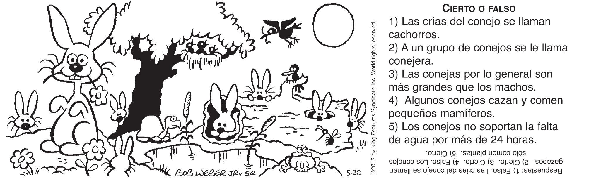 Drawing OCR: CIERTO O FALSO 1) Las crías del conejo se llaman cachorros. 2) A un grupo de conejos se le llama conejera. 3) Las conejas por lo general son más grandes que los machos. 4) Algunos conejos cazan y comen pequeños mamíferos. 5) Los conejos no soportan la falta de agua por más de 24 horas. sólo comen plantas. 5) Cierto. gazapos. 2) Cierto. 3) Cierto. 4) Falso. Los conejos Respuestas: 1) Falso. Las crías del conejo se llaman BaB WEBER JRASR/ 5-20 #2015 by King Featu ndicate Inc. World nights reserved CIERTO O FALSO 1) Las crías del conejo se llaman cachorros. 2) A un grupo de conejos se le llama conejera. 3) Las conejas por lo general son más grandes que los machos. 4) Algunos conejos cazan y comen pequeños mamíferos. 5) Los conejos no soportan la falta de agua por más de 24 horas. sólo comen plantas. 5) Cierto. gazapos. 2) Cierto. 3) Cierto. 4) Falso. Los conejos Respuestas: 1) Falso. Las crías del conejo se llaman BaB WEBER JRASR/ 5-20 #2015 by King Featu ndicate Inc. World nights reserved