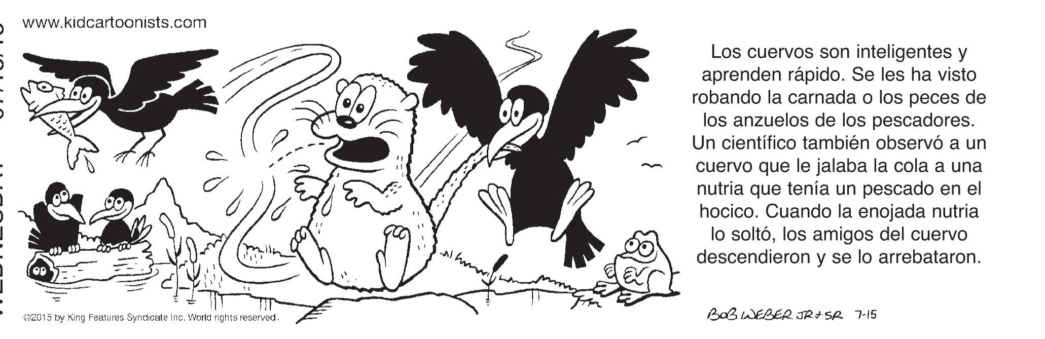 Drawing OCR: www.kidcartoonists.com Los cuervos son inteligentes y aprenden rápido. Se les ha visto robando la carnada o los peces de los anzuelos de los pescadores. Un científico también observó a un cuervo que le jalaba la cola a una nutria que tenía un pescado en el hocico. Cuando la enojada nutria lo soltólos amigos del cuervo descendieron y se lo arrebataron. BaBWEBER JRI SR 7-15 2015 by King Features Syncicate Inc. World rights reserved. www.kidcartoonists.com Los cuervos son inteligentes y aprenden rápido. Se les ha visto robando la carnada o los peces de los anzuelos de los pescadores. Un científico también observó a un cuervo que le jalaba la cola a una nutria que tenía un pescado en el hocico. Cuando la enojada nutria lo soltólos amigos del cuervo descendieron y se lo arrebataron. BaBWEBER JRI SR 7-15 2015 by King Features Syncicate Inc. World rights reserved.
