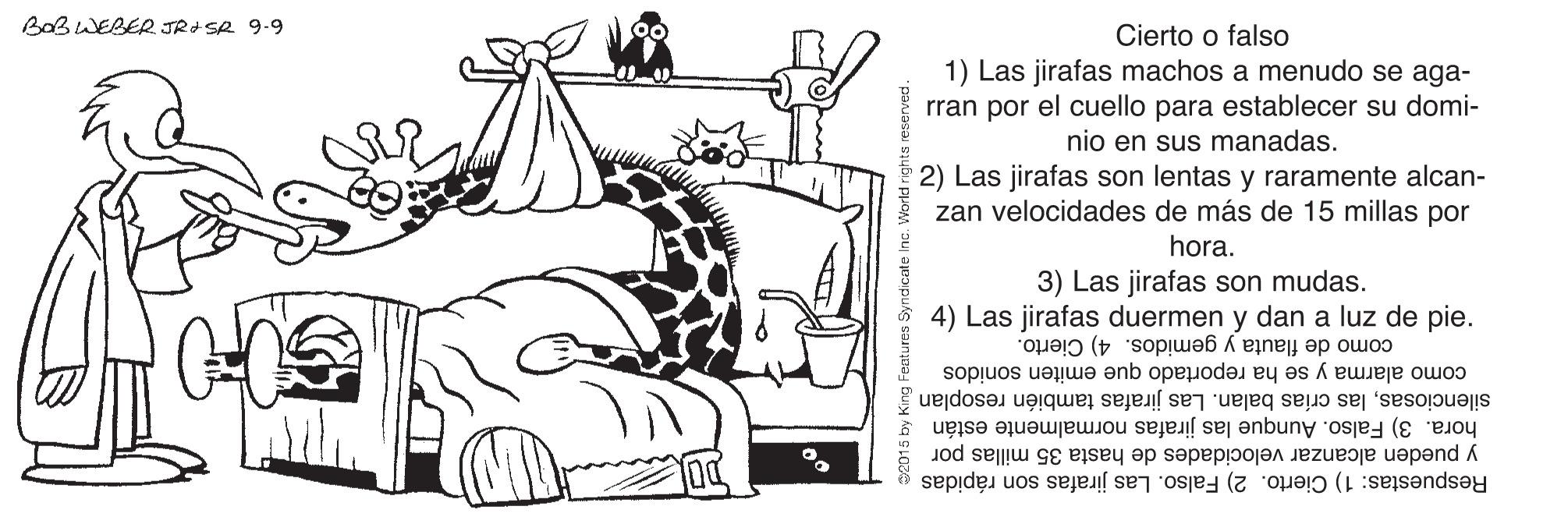 Line art OCR: BaBWEBER JRISR 9.9 Cierto o falso 1) Las jirafas machos a menudo se aga- rran por el cuello para establecer su domi- nio en sus manadas. 2) Las jirafas son lentas y raramente alcan- zan velocidades de más de 15 millas por hora. 3) Las jirafas son mudas. 4) Las jirafas duermen y dan a luz de pie. como de flauta y gemidos. 4) Cierto. como alarma y se ha reportado que emiten sonidos silenciosaslas crías balan. Las jirafas también resoplan hora. 3) Falso. Aunque las jirafas normalmente están y pueden alcanzar velocidades de hasta 35 millas por Respuestas: 1) Cierto. 2) Falso. Las jirafas son rápidas BaBWEBER JRISR 9.9 Cierto o falso 1) Las jirafas machos a menudo se aga- rran por el cuello para establecer su domi- nio en sus manadas. 2) Las jirafas son lentas y raramente alcan- zan velocidades de más de 15 millas por hora. 3) Las jirafas son mudas. 4) Las jirafas duermen y dan a luz de pie. como de flauta y gemidos. 4) Cierto. como alarma y se ha reportado que emiten sonidos silenciosaslas crías balan. Las jirafas también resoplan hora. 3) Falso. Aunque las jirafas normalmente están y pueden alcanzar velocidades de hasta 35 millas por Respuestas: 1) Cierto. 2) Falso. Las jirafas son rápidas