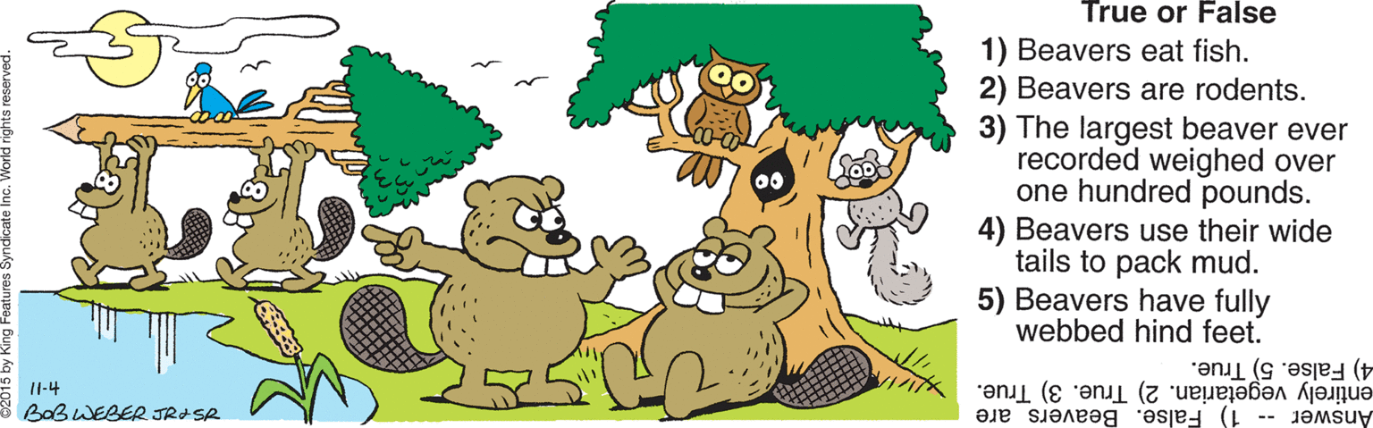 Vegetation OCR: True or False 1) Beavers eat fish. 2) Beavers are rodents. The largest beaver ever recorded weighed over one hundred pounds. 4) Beavers use their wide tails to pack mud. 5) Beavers have fully webbed hind feet. entirely vegetarian. 2) True. 3) True. 1) False. Beavers are I1-4 4) False. 5) True. BaBWEBER JRASR Answer -- True or False 1) Beavers eat fish. 2) Beavers are rodents. The largest beaver ever recorded weighed over one hundred pounds. 4) Beavers use their wide tails to pack mud. 5) Beavers have fully webbed hind feet. entirely vegetarian. 2) True. 3) True. 1) False. Beavers are I1-4 4) False. 5) True. BaBWEBER JRASR Answer --