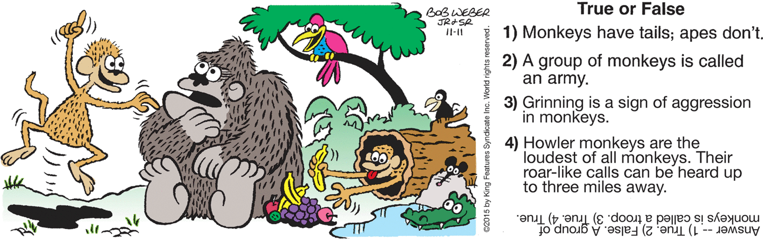 Vegetation OCR: True or False BaB WEBER JRASR Il-11 1) Monkeys have tails; apes don't_ 2) A group of monkeys is called an army. 3) Grinning is a sign of aggression in monkeys. 4) Howler monkeys are the loudest of all monkeys. Their roar-like calls can be heard up to three miles away. monkeys is called a troop. 3) True. 4) True. Answer -- 1) True. 2) False. A group of 02015 by King Features Syne True or False BaB WEBER JRASR Il-11 1) Monkeys have tails; apes don't_ 2) A group of monkeys is called an army. 3) Grinning is a sign of aggression in monkeys. 4) Howler monkeys are the loudest of all monkeys. Their roar-like calls can be heard up to three miles away. monkeys is called a troop. 3) True. 4) True. Answer -- 1) True. 2) False. A group of 02015 by King Features Syne