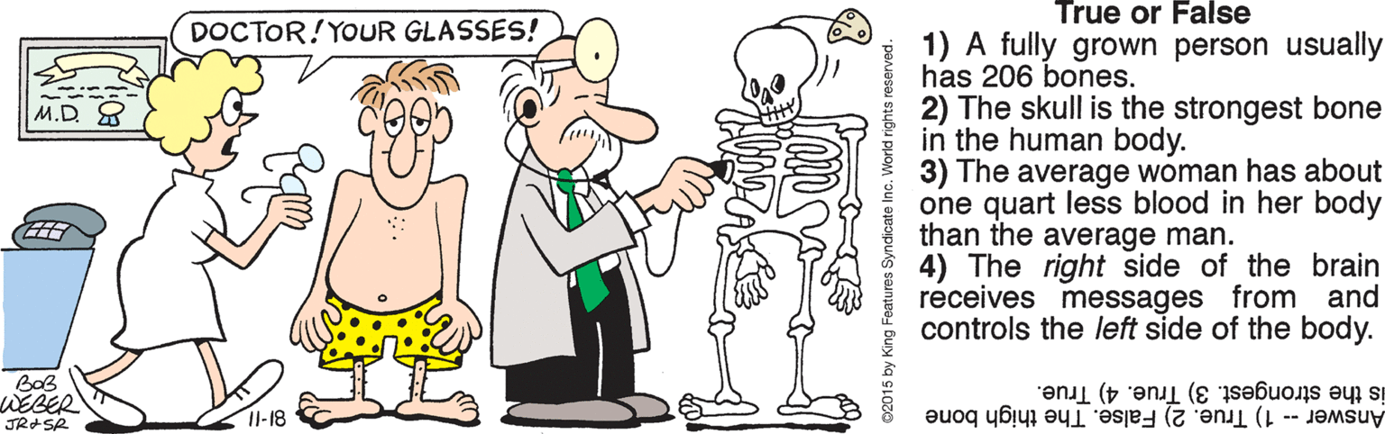 Muscle OCR: True or False DOCTOR! YOUR GLASSES! 1) A fully grown person usually has 206 bones. 2) The skull is the strongest bone in the human body. 3) The average woman has about one quart less blood in her body than the average man. 4) The right side of the brain receives messages from and controls the left side of the body. M.D. BaB WEBER JRISR is the strongest. 3) True. 4) True. Answer-1) True. 2) False. The thigh bone 11-18 True or False DOCTOR! YOUR GLASSES! 1) A fully grown person usually has 206 bones. 2) The skull is the strongest bone in the human body. 3) The average woman has about one quart less blood in her body than the average man. 4) The right side of the brain receives messages from and controls the left side of the body. M.D. BaB WEBER JRISR is the strongest. 3) True. 4) True. Answer-1) True. 2) False. The thigh bone 11-18