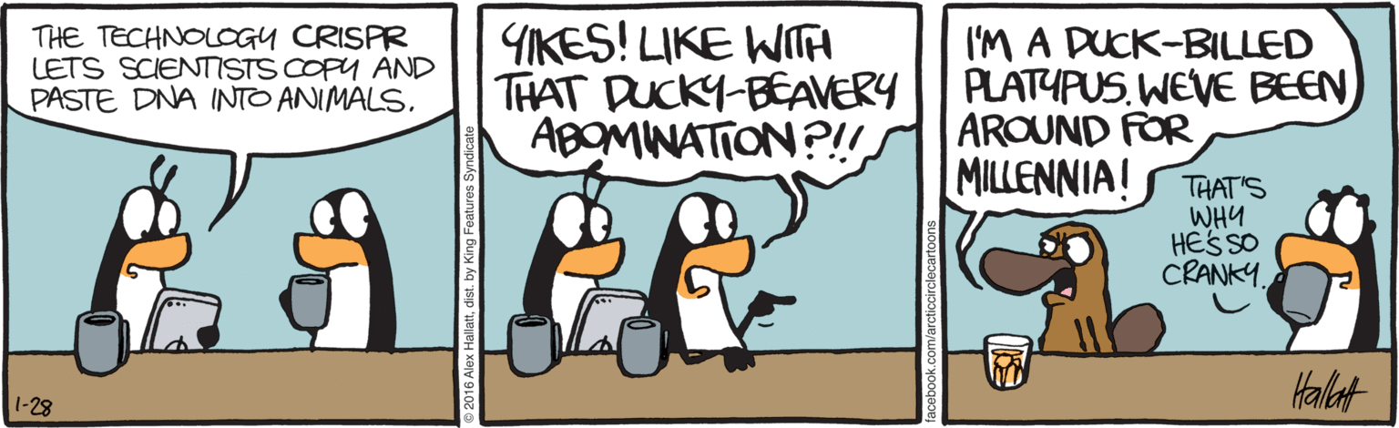 Clip art OCR: THE TECHNOLOGY CRISPR LETS SCIENTISTS COPY AND PASTE DNA INTO ANIMALSYIKES! LIKE WITH THAT DUCK1-BEAVERY ABOMINATION?!! I'M A DUCK-BILLED PLATYPUSWEVE BEEN AROUND FOR MILLENNIA! THAT'S WHY HESSO CRANKY. Halat 1-28 THE TECHNOLOGY CRISPR LETS SCIENTISTS COPY AND PASTE DNA INTO ANIMALSYIKES! LIKE WITH THAT DUCK1-BEAVERY ABOMINATION?!! I'M A DUCK-BILLED PLATYPUSWEVE BEEN AROUND FOR MILLENNIA! THAT'S WHY HESSO CRANKY. Halat 1-28