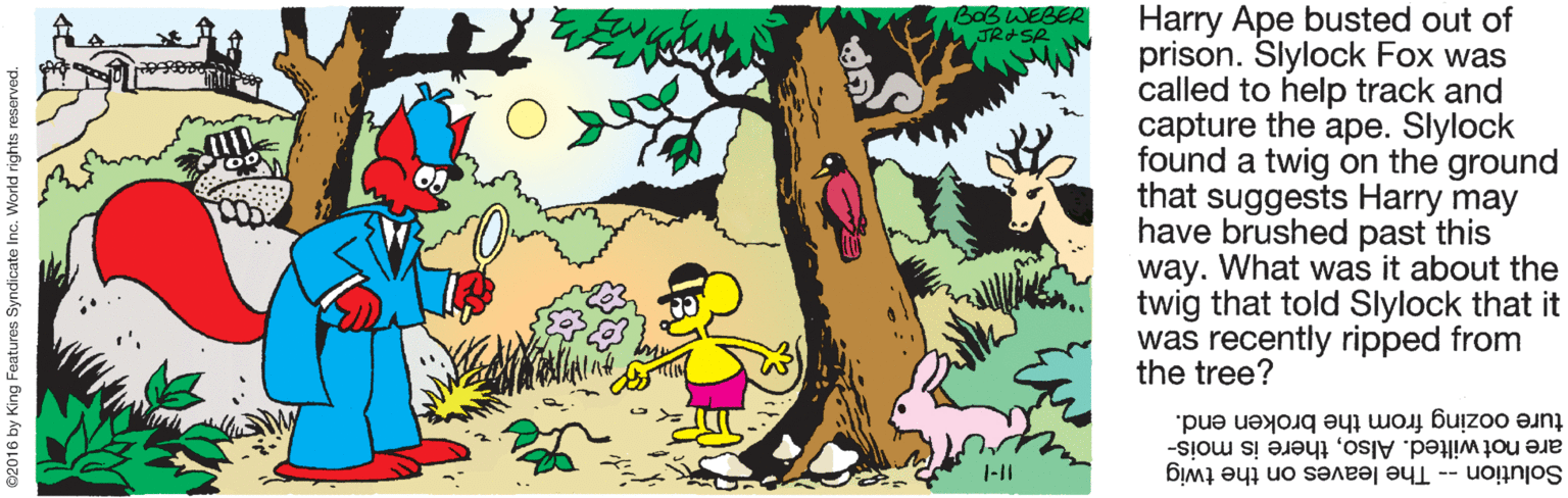 Vegetation OCR: BOB WEBER Harry Ape busted out of prison. Slylock Fox was called to help track and capture the ape. Slylock found a twig on the ground that suggests Harry may have brushed past this way. What was it about the twig that told Slylock that it was recently ripped from the tree? ture oozing from the broken end. are not wilted. Alsothere is mois- Solution -- The leaves on the twig ©2016 by King Features BOB WEBER Harry Ape busted out of prison. Slylock Fox was called to help track and capture the ape. Slylock found a twig on the ground that suggests Harry may have brushed past this way. What was it about the twig that told Slylock that it was recently ripped from the tree? ture oozing from the broken end. are not wilted. Alsothere is mois- Solution -- The leaves on the twig ©2016 by King Features