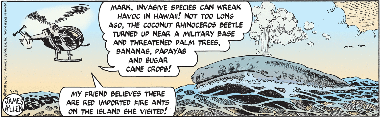 Drawing OCR: MARKINVASIVE SPECIES CAN WREAK HAVOC IN HAWAII! NOT TOO LONG AGOTHE COCONUT RHINOCEROS BEETLE TURNED UP NEAR A MILITARY BASE AND THREATENED PALM TREESPAPAYAS AND SUGAR CANE CROPS! 9-14 JAMES ALLEN MY FRIEND BELIEVES THERE ARE RED IMPORTED FIRE ANTS ON THE ISLAND SHE VISITED! wmerica SyndicateInc. World rights reserved. MARKINVASIVE SPECIES CAN WREAK HAVOC IN HAWAII! NOT TOO LONG AGOTHE COCONUT RHINOCEROS BEETLE TURNED UP NEAR A MILITARY BASE AND THREATENED PALM TREESPAPAYAS AND SUGAR CANE CROPS! 9-14 JAMES ALLEN MY FRIEND BELIEVES THERE ARE RED IMPORTED FIRE ANTS ON THE ISLAND SHE VISITED! wmerica SyndicateInc. World rights reserved.