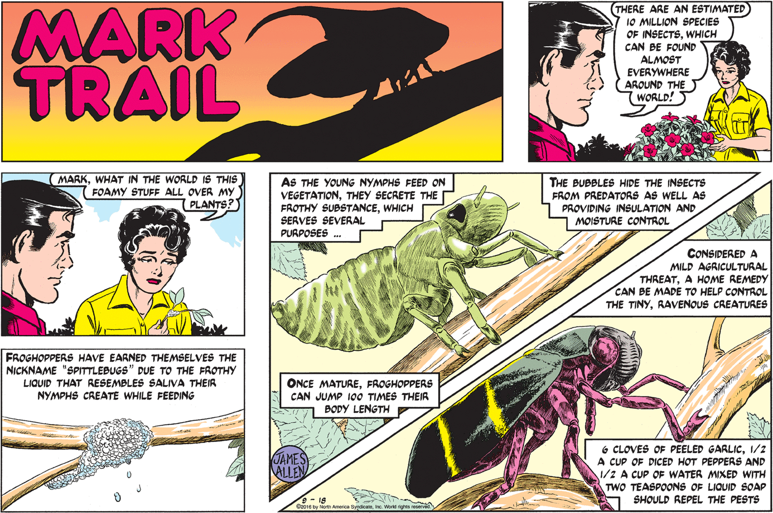 Fictional character OCR: MARK TRAIL THERE ARE AN ESTIMATED 10 MILLION SPECIES OF INSECTSWHICH CAN BE FOUND ALMOST EVERYWHERE AROUND THE (WORLD! MARKWHAT IN THE WORLD IS THIS (FOAMY STUFF ALL OVER MY PLANTS?) AS THE YOUNG NYMPHS FEED ON VEGETATIONTHEY SECRETE THE FROTHY SUBSTANCEWHICH SERVES SEVERAL PURPOSES . THE BUBBLES HIDE THE INSECTS FROM PREDATORS AS WELL AS PROVIDING INSULATION AND MOISTURE CONTROL CONSIDERED A MILD AGRICULTURAL THREATA HOME REMEDY CAN BE MADE TO HELP CONTROL THE TINYRAVENOUS CREATURES FROGHOPPERS HAVE EARNED THEMSELVES THE NICKNAME "SPITTLEBUGS" DUE TO THE FROTHY LIQUID THAT RESEMBLES SALIVA THEIR NYMPHS CREATE WHILE FEEDING ONCE MATUREFROGHOPPERS CAN JUMP 190 TIMES THEIR BODY LENGTH JAMES ALLEN 6 CLOVES OF PEELED GARLIC1/2 A CUP OF DICED HOT PEPPERS AND 1/2 CUP OF WATER MIXED WITH TWO TEASPOONS OF LIQUID SOAP 9 - 18 G01e by Nor America Syndioateinc. World rights reserved SHOULD REPEL THE PESTS MARK TRAIL THERE ARE AN ESTIMATED 10 MILLION SPECIES OF INSECTSWHICH CAN BE FOUND ALMOST EVERYWHERE AROUND THE (WORLD! MARKWHAT IN THE WORLD IS THIS (FOAMY STUFF ALL OVER MY PLANTS?) AS THE YOUNG NYMPHS FEED ON VEGETATIONTHEY SECRETE THE FROTHY SUBSTANCEWHICH SERVES SEVERAL PURPOSES . THE BUBBLES HIDE THE INSECTS FROM PREDATORS AS WELL AS PROVIDING INSULATION AND MOISTURE CONTROL CONSIDERED A MILD AGRICULTURAL THREATA HOME REMEDY CAN BE MADE TO HELP CONTROL THE TINYRAVENOUS CREATURES FROGHOPPERS HAVE EARNED THEMSELVES THE NICKNAME "SPITTLEBUGS" DUE TO THE FROTHY LIQUID THAT RESEMBLES SALIVA THEIR NYMPHS CREATE WHILE FEEDING ONCE MATUREFROGHOPPERS CAN JUMP 190 TIMES THEIR BODY LENGTH JAMES ALLEN 6 CLOVES OF PEELED GARLIC1/2 A CUP OF DICED HOT PEPPERS AND 1/2 CUP OF WATER MIXED WITH TWO TEASPOONS OF LIQUID SOAP 9 - 18 G01e by Nor America Syndioateinc. World rights reserved SHOULD REPEL THE PESTS