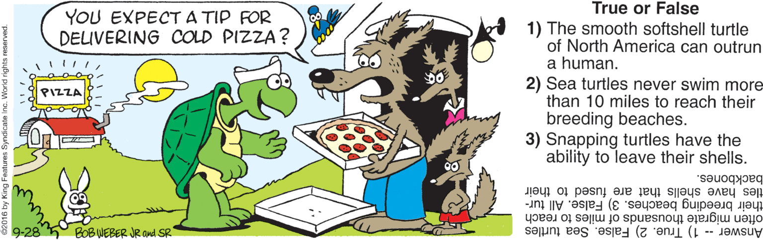 Fiction OCR: True or False YOU EXPECT A TIP FOR DELIVERING COLD PIZZA? 1) The smooth softshell turtle of North America can outrun a human. 2) Sea turtles never swim more than 10 miles to reach their breeding beaches. 3) Snapping turtles have the ability to leave their shells. PIZZA 00 backbones. tles have shells that are fused to their their breeding beaches. 3) False. All tur- often migrate thousands of miles to reach Answer 1) True. 2) False. Sea turtles 9-28 BOB WEBER JR and SR True or False YOU EXPECT A TIP FOR DELIVERING COLD PIZZA? 1) The smooth softshell turtle of North America can outrun a human. 2) Sea turtles never swim more than 10 miles to reach their breeding beaches. 3) Snapping turtles have the ability to leave their shells. PIZZA 00 backbones. tles have shells that are fused to their their breeding beaches. 3) False. All tur- often migrate thousands of miles to reach Answer 1) True. 2) False. Sea turtles 9-28 BOB WEBER JR and SR