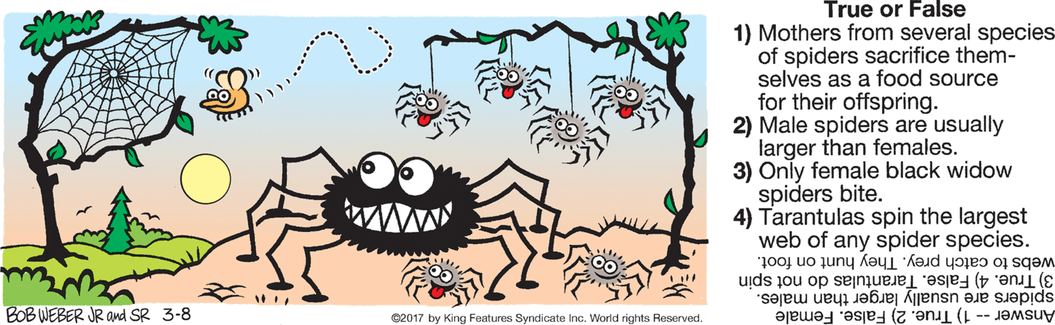 Drawing OCR: True or False 1) Mothers from several species of spiders sacrifice them- selves as a food source for their offspring. 2) Male spiders are usually larger than females. 3) Only female black widow spiders bite. 4) Tarantulas spin the largest web of any spider species. webs to catch prey. They hunt on foot. 3) True. 4) False. Tarantulas do not spin spiders are usually larger than males. Answer -- 1) True. 2) False. Female BOB WEBER JR and SR 3-8 @2017 by King Features Syndicate Inc. World rights Reserved. True or False 1) Mothers from several species of spiders sacrifice them- selves as a food source for their offspring. 2) Male spiders are usually larger than females. 3) Only female black widow spiders bite. 4) Tarantulas spin the largest web of any spider species. webs to catch prey. They hunt on foot. 3) True. 4) False. Tarantulas do not spin spiders are usually larger than males. Answer -- 1) True. 2) False. Female BOB WEBER JR and SR 3-8 @2017 by King Features Syndicate Inc. World rights Reserved.