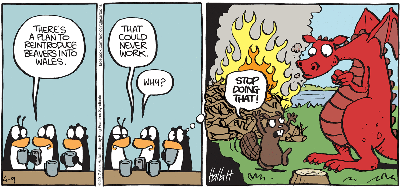 Publication OCR: ARGTIC GRdE THERE'S A PLAN TO REINTRODUCE BEAVERS INTO WALES. THAT COULD NEVER WORK. STOP DOING THAT! WHY? Hallat m- BY ALEX HALLATT 4-9 ARGTIC GRdE THERE'S A PLAN TO REINTRODUCE BEAVERS INTO WALES. THAT COULD NEVER WORK. STOP DOING THAT! WHY? Hallat m- BY ALEX HALLATT 4-9