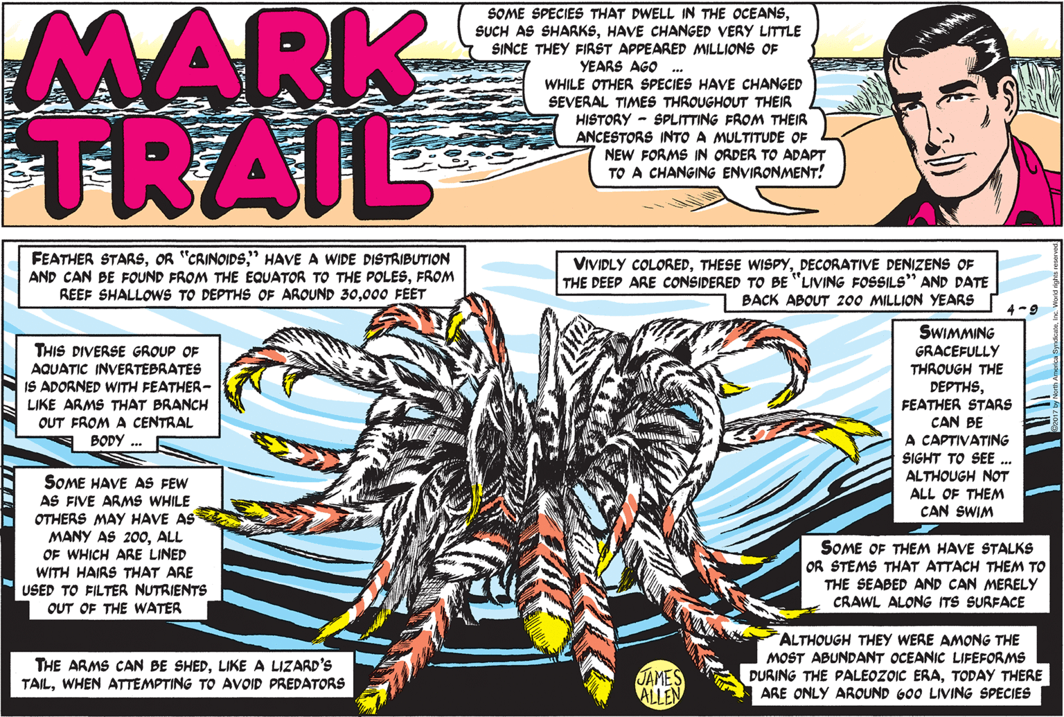 Rectangle OCR: MARK TRAIL SOME SPECIES THAT DWELL IN THE OCEANSHAVE CHANGED VERY LITTLE SINCE THEY FIRST APPEARED MILLIONS OF YEARS AGO .. WHILE OTHER SPECIES HAVE CHANGED SEVERAL TIMES THROUGHOUT THEIR HISTORY - SPLITTING FROM THEIR ANCESTORS INTO A MULTITUDE OF NEW FORMS IN ORDER TO ADAPT TO A CHANGING ENVIRONMENT! FEATHER STARS" HAVE A WIDE DISTRIBUTION AND CAN BE FOUND FROM THE EQUATOR TO THE POLESFROM REEF SHALLOWS TO DEPTHS OF ARQUND 30000 FEET VIVIDLY COLOREDDECORATIVE DENIZENS OF THE DEEP ARE CONSIDERED TO BE "LIVING FOSSILS" AND DATE BACK ABOUT 200 MILLION YEARS 4 -9 SWIMMING THIS DIVERSE GROUP OF AQUATIC INVERTEBRATES IS ADORNED WITH FEATHER- LIKE ARMS THAT BRANCH OUT FROM A CENTRAL BODY .. GRACEFULLY THROUGH THE DEPTHSFEATHER STARS CAN BE A CAPTIVATING SIGHT TO SEE .. ALTHOUGH NOT ALL OF THEM CAN SWIM SOME HAVE AS FEW AS FIVE ARMS WHILE OTHERS MAY HAVE AS MANY AS 200ALL OF WHICH ARE LINED SOME OF THEM HAVE STALKSs OR STEMS THAT ATTACH THEM TO THE SEABED AND CAN MERELY CRAWL ALONG ITS SURFACE WITH HAIRS THAT ARE USED TO FILTER NUTRIENTS OUT OF THE WATER THE ARMS CAN BE SHEDLIKE A LIZARD'S TAILWHEN ATTEMPTING TO AVOID PREDATORS ALTHOUGH THEY WERE AMONG THE MOST ABUNDANT OCEANIC LIFEFORMS DURING THE PALEOZOIC ERATODAY THERE ARE ONLY AROUND GO0 LIVING SPECIES JAMES ALLEN MARK TRAIL SOME SPECIES THAT DWELL IN THE OCEANSSUCH AS SHARKSHAVE CHANGED VERY LITTLE SINCE THEY FIRST APPEARED MILLIONS OF YEARS AGO .. WHILE OTHER SPECIES HAVE CHANGED SEVERAL TIMES THROUGHOUT THEIR HISTORY - SPLITTING FROM THEIR ANCESTORS INTO A MULTITUDE OF NEW FORMS IN ORDER TO ADAPT TO A CHANGING ENVIRONMENT! FEATHER STARSOR "CRINOIDS" HAVE A WIDE DISTRIBUTION AND CAN BE FOUND FROM THE EQUATOR TO THE POLESFROM REEF SHALLOWS TO DEPTHS OF ARQUND 30000 FEET VIVIDLY COLOREDTHESE WISPYDECORATIVE DENIZENS OF THE DEEP ARE CONSIDERED TO BE "LIVING FOSSILS" AND DATE BACK ABOUT 200 MILLION YEARS 4 -9 SWIMMING THIS DIVERSE GROUP OF AQUATIC INVERTEBRATES IS ADORNED WITH FEATHER- LIKE ARMS THAT BRANCH OUT FROM A CENTRAL BODY .. GRACEFULLY THROUGH THE DEPTHSFEATHER STARS CAN BE A CAPTIVATING SIGHT TO SEE .. ALTHOUGH NOT ALL OF THEM CAN SWIM SOME HAVE AS FEW AS FIVE ARMS WHILE OTHERS MAY HAVE AS MANY AS 200ALL OF WHICH ARE LINED SOME OF THEM HAVE STALKSs OR STEMS THAT ATTACH THEM TO THE SEABED AND CAN MERELY CRAWL ALONG ITS SURFACE WITH HAIRS THAT ARE USED TO FILTER NUTRIENTS OUT OF THE WATER THE ARMS CAN BE SHEDLIKE A LIZARD'S TAILWHEN ATTEMPTING TO AVOID PREDATORS ALTHOUGH THEY WERE AMONG THE MOST ABUNDANT OCEANIC LIFEFORMS DURING THE PALEOZOIC ERATODAY THERE ARE ONLY AROUND GO0 LIVING SPECIES JAMES ALLEN