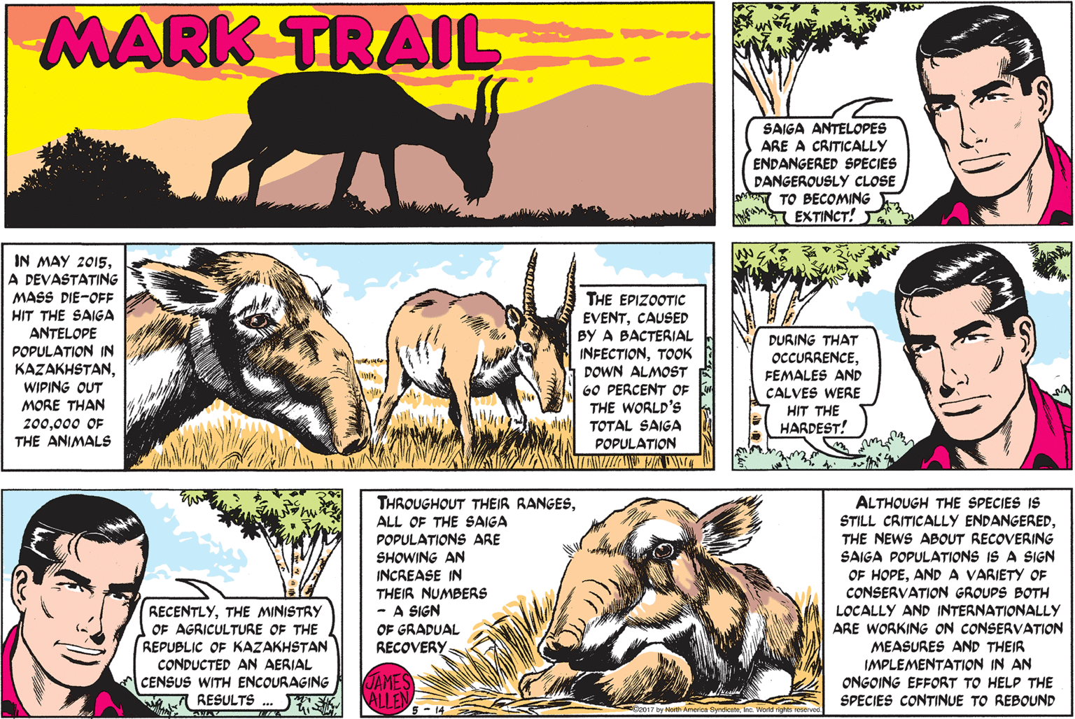 Adaptation OCR: MARK TRAIL SAIGA ANTELOPES ARE A CRITICALLY ENDANGERED SPECIES DANGEROUSLY CLOSE TO BECOMING EXTINCT! IN MAY 2015A DEVASTATING MASS DIE-OFF THE EPIZOOTIC EVENTCAUSED BY A BACTERIAL INFECTIONTOOK DOWN ALMOST HIT THE SAIGA ANTELOPE POPULATION IN KAZAKHSTANWIPING OUT MORE THAN 200000 OF THE ANIMALS DURING THAT OCCURRENCEFEMALES AND CALVES WERE 6O PERCENT OF THE WORLD'S TOTAL SAIGA HIT THE HARDEST! POPULATION THROUGHOUT THEIR RANGESALL OF THE SAIGA POPULATIONS ARE SHOWING AN INCREASE THEIR NUMBERS - A SIGN OF GRADUAL RECOVERY: ALTHOUGH THE SPECIES IS STILL CRITICALLY ENDANGEREDTHE NEWS ABOUT RECOVERING SAIGA POPULATIONS IS A SIGN OF HOPEAND A VARIETY OF CONSERVATION GROUPS BOTH LOCALLY AND INTERNATIONALLY ARE WORKING ON CONSERVATION MEASURES AND THEIR IMPLEMENTATION IN AN ONGOING EFFORT TO HELP THE SPECIES CONTINUE TO REBOUND RECENTLYTHE MINISTRY OF AGRICULTURE OF THE REPUBLIC OF KAZAKHSTAN CONDUCTED AN AERIAL CENSUS WITH ENCOURAGING A RESULTS JAMES ALLEN 17 by North America SytewteInc World rir MARK TRAIL SAIGA ANTELOPES ARE A CRITICALLY ENDANGERED SPECIES DANGEROUSLY CLOSE TO BECOMING EXTINCT! IN MAY 2015A DEVASTATING MASS DIE-OFF THE EPIZOOTIC EVENTCAUSED BY A BACTERIAL INFECTIONTOOK DOWN ALMOST HIT THE SAIGA ANTELOPE POPULATION IN KAZAKHSTANWIPING OUT MORE THAN 200000 OF THE ANIMALS DURING THAT OCCURRENCEFEMALES AND CALVES WERE 6O PERCENT OF THE WORLD'S TOTAL SAIGA HIT THE HARDEST! POPULATION THROUGHOUT THEIR RANGESALL OF THE SAIGA POPULATIONS ARE SHOWING AN INCREASE THEIR NUMBERS - A SIGN OF GRADUAL RECOVERY: ALTHOUGH THE SPECIES IS STILL CRITICALLY ENDANGEREDTHE NEWS ABOUT RECOVERING SAIGA POPULATIONS IS A SIGN OF HOPEAND A VARIETY OF CONSERVATION GROUPS BOTH LOCALLY AND INTERNATIONALLY ARE WORKING ON CONSERVATION MEASURES AND THEIR IMPLEMENTATION IN AN ONGOING EFFORT TO HELP THE SPECIES CONTINUE TO REBOUND RECENTLYTHE MINISTRY OF AGRICULTURE OF THE REPUBLIC OF KAZAKHSTAN CONDUCTED AN AERIAL CENSUS WITH ENCOURAGING A RESULTS JAMES ALLEN 17 by North America SytewteInc World rir