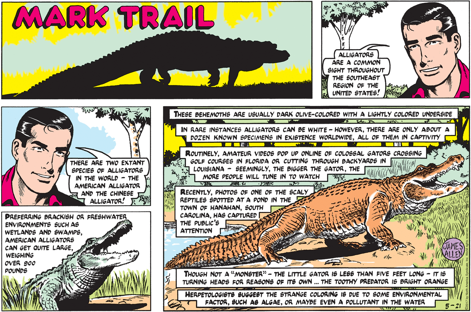 Font OCR: MARK TRAIL ALLIGATORS ARE A COMMON SIGHT THROUGHOUT THE SOUTHEAST REGION OF THE UNITED STATES! THESE BEHEMOTHS ARE USUALLY DARK OLIVE-COLORED WITH A LIGHTLY COLORED UNDERSIDE ? IN RARE INSTANCES ALLIGATORS CAN BE WHITE - HOWEVERTHERE ARE ONLY ABOUT A DOZEN KNOWN SPECIMENS IN EXISTENCE WORLDWIDEALL OF THEM IN CAPTIVITY I ROUTINELYAMATEUR VIDEOS POP UP ONLINE OF COLOSSAL GATORS CROSSING GOLF COURSES IN FLORIDA OR CUTTING THROUGH BACKYARDS IN LOUISIANA - SEEMINGLYTHE MORE PEOPLE WILL TUNE IN TO WATCH THERE ARE TWO EXTANT SPECIES OF ALLIGATORS IN THE WORLD - THE AMERICAN ALLIGATOR AND THE CHINESE ALLIGATOR! F RECENTLYPHOTOS OF ONE OF THE SCALY REPTILES SPOTTED AT A POND IN THE TOWN OF HANAHANSOUTH CAROLINAHAS CAPTURED THE PUBLIC'S ATTENTION PREFERRING BRACKISH OR FRESHWATER ENVIRONMENTS SUCH AS WETLANDS AND SWAMPSAMERICAN ALLIGATORS CAN GET QUITE LARGEWEIGHING OVER 900 POUNDS JAMES MALLEN THOUGH NOT A "MONSTER" - THE LITTLE GATOR IS LESS THAN FIVE FEET LONG - IT IS TURNING HEADS FOR REASONS OF ITS OWN .. THE TOOTHY PREDATOR IS BRIGHT ORANGE HERPETOLOGISTS SUGGEST THE STRANGE COLORING IS DUE TO SOME ENVIRONMENTAL FACTOROR MAYBE EVEN A POLLUTANT IN THE WATER 5-21 MARK TRAIL ALLIGATORS ARE A COMMON SIGHT THROUGHOUT THE SOUTHEAST REGION OF THE UNITED STATES! THESE BEHEMOTHS ARE USUALLY DARK OLIVE-COLORED WITH A LIGHTLY COLORED UNDERSIDE ? IN RARE INSTANCES ALLIGATORS CAN BE WHITE - HOWEVERTHERE ARE ONLY ABOUT A DOZEN KNOWN SPECIMENS IN EXISTENCE WORLDWIDEALL OF THEM IN CAPTIVITY I ROUTINELYAMATEUR VIDEOS POP UP ONLINE OF COLOSSAL GATORS CROSSING GOLF COURSES IN FLORIDA OR CUTTING THROUGH BACKYARDS IN LOUISIANA - SEEMINGLYTHE BIGGER THE GATORTHE MORE PEOPLE WILL TUNE IN TO WATCH THERE ARE TWO EXTANT SPECIES OF ALLIGATORS IN THE WORLD - THE AMERICAN ALLIGATOR AND THE CHINESE ALLIGATOR! F RECENTLYPHOTOS OF ONE OF THE SCALY REPTILES SPOTTED AT A POND IN THE TOWN OF HANAHANSOUTH CAROLINAHAS CAPTURED THE PUBLIC'S ATTENTION PREFERRING BRACKISH OR FRESHWATER ENVIRONMENTS SUCH AS WETLANDS AND SWAMPSAMERICAN ALLIGATORS CAN GET QUITE LARGEWEIGHING OVER 900 POUNDS JAMES MALLEN THOUGH NOT A "MONSTER" - THE LITTLE GATOR IS LESS THAN FIVE FEET LONG - IT IS TURNING HEADS FOR REASONS OF ITS OWN .. THE TOOTHY PREDATOR IS BRIGHT ORANGE HERPETOLOGISTS SUGGEST THE STRANGE COLORING IS DUE TO SOME ENVIRONMENTAL FACTORBUCH AS ALGAEOR MAYBE EVEN A POLLUTANT IN THE WATER 5-21