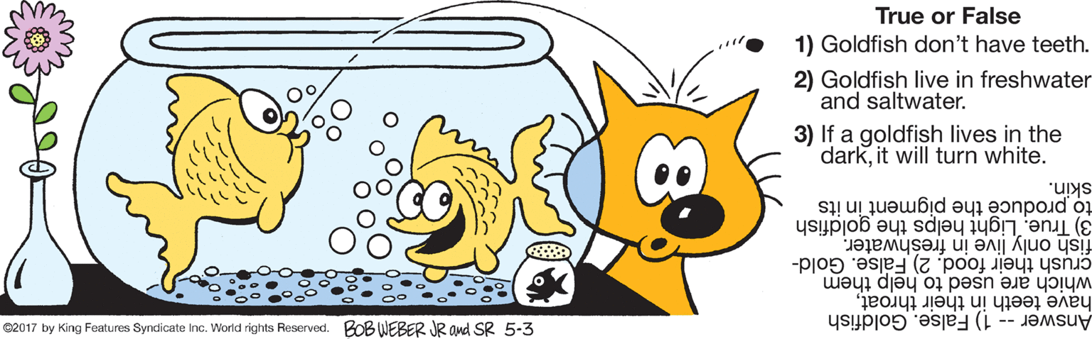 Graphics OCR: True or False 1) Goldfish don't have teeth. 2) Goldfish live in freshwater and saltwater. 3) If a goldfish lives in the darkit will turn white. skin. 3) True. Light helps the goldfish fish only live in freshwater. crush their food. 2) False. Gold- which are used to help them have teeth in their throatto produce the pigment in its ©2017 by King Features Syndicate Inc. World rights Reserved. BOB WEBER JR and SR 5-3 1) False. Goldfish Answer -- True or False 1) Goldfish don't have teeth. 2) Goldfish live in freshwater and saltwater. 3) If a goldfish lives in the darkit will turn white. skin. 3) True. Light helps the goldfish fish only live in freshwater. crush their food. 2) False. Gold- which are used to help them have teeth in their throatto produce the pigment in its ©2017 by King Features Syndicate Inc. World rights Reserved. BOB WEBER JR and SR 5-3 1) False. Goldfish Answer --