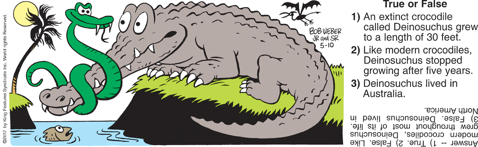 Nile crocodile OCR: True or False 1) An extinct crocodile called Deinosuchus grew to a length of 30 feet. 2) Like modern crocodilesDeinosuchus stopped growing after five years. 3) Deinosuchus lived in Australia. BOB WEBER JR and SR 5-10 North America. grew throughout most of its life. 3) False. Deinosuchus lived in modern crocodilesDeinosuchus Answer -- 1) True. 2) False. Like 2017 by King Features Syndicate Inc. World rights Reserved. True or False 1) An extinct crocodile called Deinosuchus grew to a length of 30 feet. 2) Like modern crocodilesDeinosuchus stopped growing after five years. 3) Deinosuchus lived in Australia. BOB WEBER JR and SR 5-10 North America. grew throughout most of its life. 3) False. Deinosuchus lived in modern crocodilesDeinosuchus Answer -- 1) True. 2) False. Like 2017 by King Features Syndicate Inc. World rights Reserved.