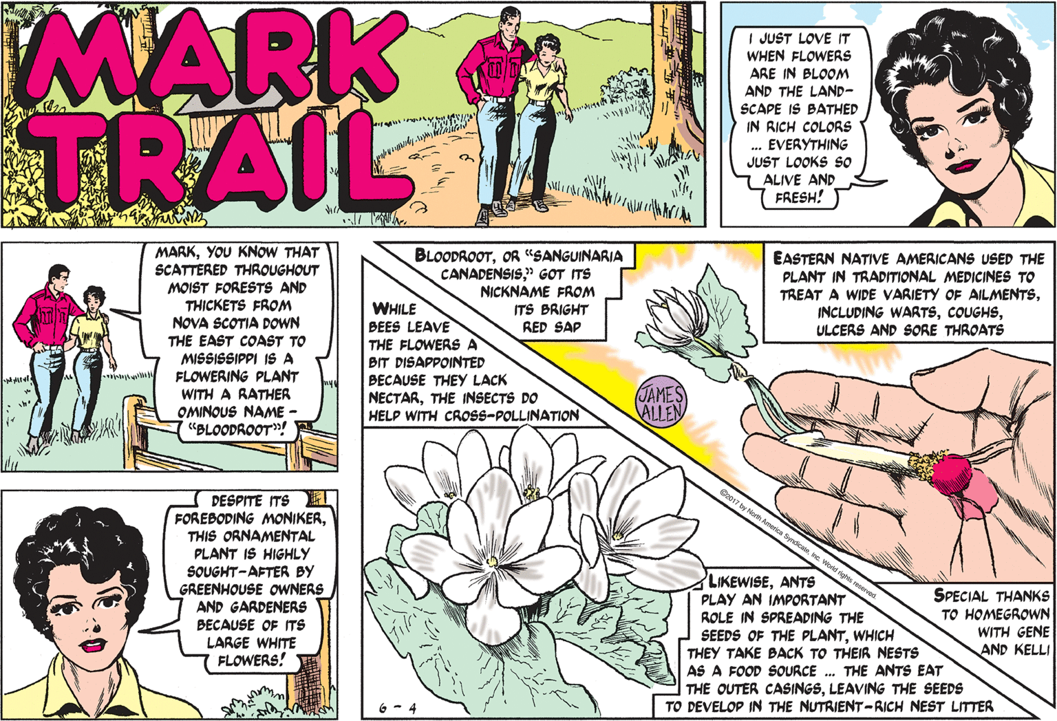 Font OCR: MARK TRAIL I JUST LOVE IT WHEN FLOWERS ARE IN BLOOM AND THE LAND- SCAPE IS BATHEP IN RICH COLORS EVERYTHING JUST LOOKS SO ALIVE AND FRESH! MARKYOU KNOW THAT SCATTERED THROUGHOUT MOIST FORESTS AND THICKETS FROM NOVA SCOTIA DOWN BLOODROOTOR "SANGUINARIA CANADENSIS" GOT ITS NICKNAME FROM EASTERN NATIVE AMERICANS USED THE PLANT IN TRADITIONAL MEDICINES TO TREAT A WIDE VARIETY OF AILMENTSULCERS AND SORE THROATS WHILE BEES LEAVE THE FLOWERS A BIT DISAPPOINTED BECAUSE THEY LACK NECTARTHE INSECTS DO HELP WITH CROSS-POLLINATION ITS BRIGHT RED SAP THE EAST COAST TO MISSISSIPPI IS A FLOWERING PLANT JAMES ALLEN WITH A RATHER OMINOUS NAME - "BLOODROOT! DESPITE ITS T FOREBODING MONIKERTHIS ORNAMENTAL PLANT IS HIGHLY SOUGHT-AFTER BY GREENHOUSE OWNERS AND GARDENERS BECAUSE OF ITS LARGE WHITE FLOWERS! ngtes resorver. LIKEWISEANTS PLAY AN IMPORTANT ROLE IN SPREADING THE SEEDS OF THE PLANTWHICH THEY TAKE BACK TO THEIR NESTS AS A FOOD SOURCE . THE ANTS EAT THE OUTER CASINGSLEAVING THE SEEDS TO DEVELOP IN THE NUTRIENT-RICH NEST LITTER SPECIAL THANKS TO HOMEGROWN WITH GENE AND KELLI MARK TRAIL I JUST LOVE IT WHEN FLOWERS ARE IN BLOOM AND THE LAND- SCAPE IS BATHEP IN RICH COLORS EVERYTHING JUST LOOKS SO ALIVE AND FRESH! MARKYOU KNOW THAT SCATTERED THROUGHOUT MOIST FORESTS AND THICKETS FROM NOVA SCOTIA DOWN BLOODROOTOR "SANGUINARIA CANADENSIS" GOT ITS NICKNAME FROM EASTERN NATIVE AMERICANS USED THE PLANT IN TRADITIONAL MEDICINES TO TREAT A WIDE VARIETY OF AILMENTSINCLUDING WARTSULCERS AND SORE THROATS WHILE BEES LEAVE THE FLOWERS A BIT DISAPPOINTED BECAUSE THEY LACK NECTARTHE INSECTS DO HELP WITH CROSS-POLLINATION ITS BRIGHT RED SAP THE EAST COAST TO MISSISSIPPI IS A FLOWERING PLANT JAMES ALLEN WITH A RATHER OMINOUS NAME - "BLOODROOT! DESPITE ITS T FOREBODING MONIKERTHIS ORNAMENTAL PLANT IS HIGHLY SOUGHT-AFTER BY GREENHOUSE OWNERS AND GARDENERS BECAUSE OF ITS LARGE WHITE FLOWERS! ngtes resorver. LIKEWISEANTS PLAY AN IMPORTANT ROLE IN SPREADING THE SEEDS OF THE PLANTWHICH THEY TAKE BACK TO THEIR NESTS AS A FOOD SOURCE . THE ANTS EAT THE OUTER CASINGSLEAVING THE SEEDS TO DEVELOP IN THE NUTRIENT-RICH NEST LITTER SPECIAL THANKS TO HOMEGROWN WITH GENE AND KELLI