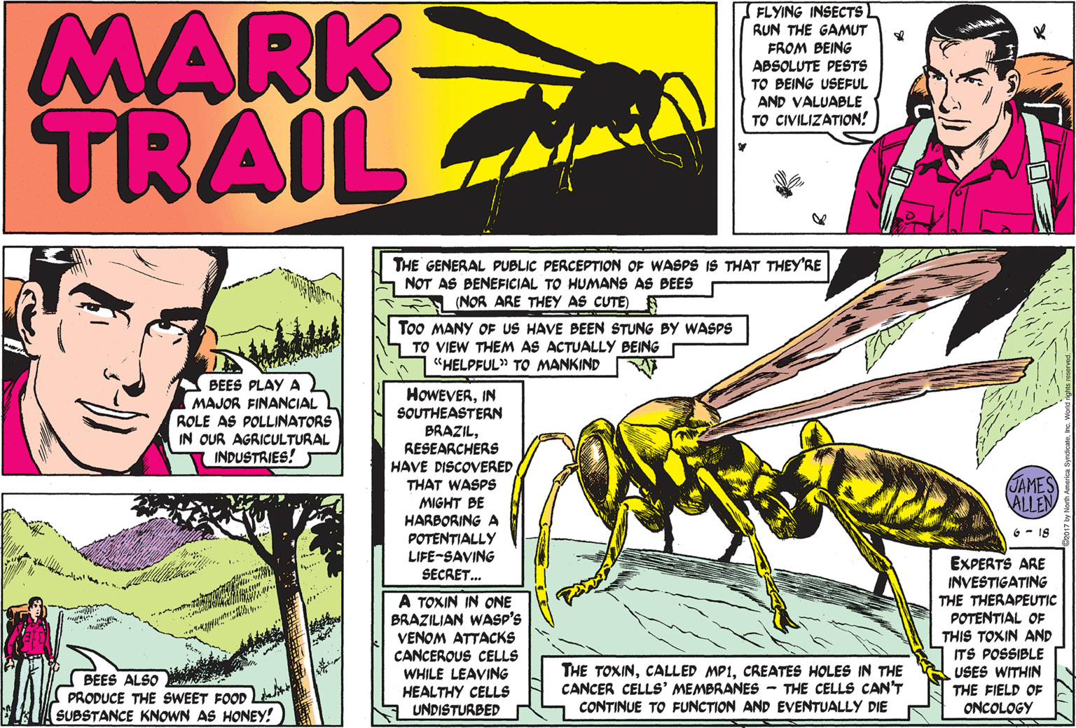 Font OCR: MARK TRAIL FLYING INSECTS RUN THE GAMUT FROM BEING ABSOLUTE PESTS TO BEING USEFUL AND VALUABLE TO CIVILIZATION! THE GENERAL PUBLIC PERCEPTION OF WASPS IS THAT THEY'RE NOT AS BENEFICIAL TO HUMANS AS BEES S (NOR ARE THEY AS CUTE) Too MANY OF US HAVE BEEN STUNG BY WASPS TO VIEW THEM AS ACTUALLY BEING "HELPFUL» TO MANKIND A BEES PLAY A MAJOR FINANCIAL ROLE AS POLLINATORS IN OUR AGRICULTURAL INDUSTRIES! HOWEVERIN SOUTHEASTERN BRAZILRESEARCHERS HAVE DISCOVERED THAT WASPS MIGHT BE HARBORING A POTENTIALLY LIFE-SAVING SECRET. JAMES ALLEN 6 - 18 A TOXIN IN ONE BRAZILIAN WASP'S VENOM ATTACKS CANCEROUS CELLS WHILE LEAVING HEALTHY CELLS UNDISTURBED EXPERTS ARE INVESTIGATING THE THERAPEUTIC POTENTIAL OF THIS TOXIN AND ITS POSSIBLE USES WITHIN THE FIELD OF ONCOLOGY BEES ALSO PRODUCE THE SWEET FOOD SUBSTANCE KNOWN AS HONEY! THE TOXINCREATES HOLES IN THE CANCER CELLS' MEMBRANES - THE CELLS CAN'T CONTINUE TO FUNCTION AND EVENTUALLY DIE MARK TRAIL FLYING INSECTS RUN THE GAMUT FROM BEING ABSOLUTE PESTS TO BEING USEFUL AND VALUABLE TO CIVILIZATION! THE GENERAL PUBLIC PERCEPTION OF WASPS IS THAT THEY'RE NOT AS BENEFICIAL TO HUMANS AS BEES S (NOR ARE THEY AS CUTE) Too MANY OF US HAVE BEEN STUNG BY WASPS TO VIEW THEM AS ACTUALLY BEING "HELPFUL» TO MANKIND A BEES PLAY A MAJOR FINANCIAL ROLE AS POLLINATORS IN OUR AGRICULTURAL INDUSTRIES! HOWEVERIN SOUTHEASTERN BRAZILRESEARCHERS HAVE DISCOVERED THAT WASPS MIGHT BE HARBORING A POTENTIALLY LIFE-SAVING SECRET. JAMES ALLEN 6 - 18 A TOXIN IN ONE BRAZILIAN WASP'S VENOM ATTACKS CANCEROUS CELLS WHILE LEAVING HEALTHY CELLS UNDISTURBED EXPERTS ARE INVESTIGATING THE THERAPEUTIC POTENTIAL OF THIS TOXIN AND ITS POSSIBLE USES WITHIN THE FIELD OF ONCOLOGY BEES ALSO PRODUCE THE SWEET FOOD SUBSTANCE KNOWN AS HONEY! THE TOXINCALLED MP1CREATES HOLES IN THE CANCER CELLS' MEMBRANES - THE CELLS CAN'T CONTINUE TO FUNCTION AND EVENTUALLY DIE