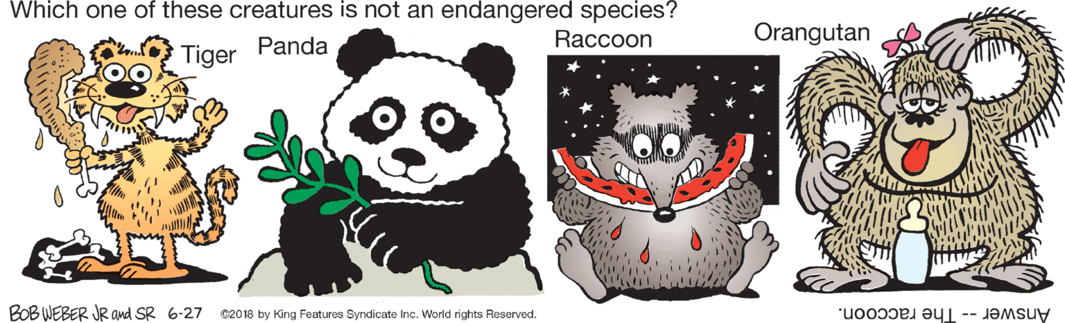Photo caption OCR: Which one of these creatures is not an endangered species? Raccoon Orangutan Panda Tiger BOB WEBER JR and SR 6-27 C2018 by King Features Syndicate Inc. World rights Reserved. Answer -- The raccoon. Which one of these creatures is not an endangered species? Raccoon Orangutan Panda Tiger BOB WEBER JR and SR 6-27 C2018 by King Features Syndicate Inc. World rights Reserved. Answer -- The raccoon.