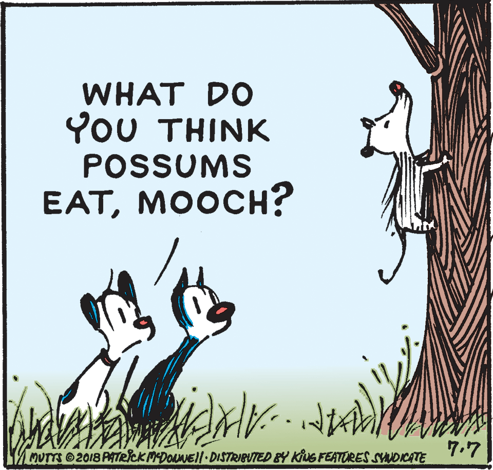 Photo caption OCR: WHAT DO YoU THINK POSSUMS EAT?OO?H? 7.7 MUTTS 2018 PATRICKMDONNEll DISTRIBUTED BY KiS FEATORES SVNDKCATE WHAT DO YoU THINK POSSUMS EAT?OO?H? 7.7 MUTTS 2018 PATRICKMDONNEll DISTRIBUTED BY KiS FEATORES SVNDKCATE