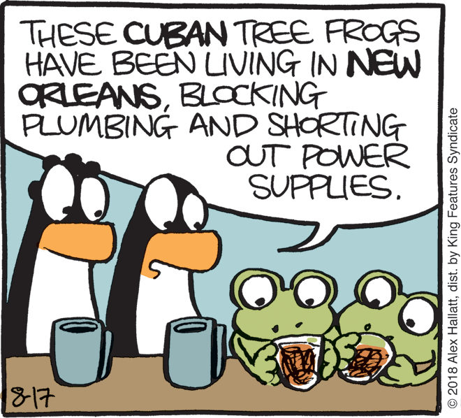 Humour OCR: THESE CUBAN TREE FROGS HAVE BEEN LIVING IN NEW ORLEANSBLOCKING PLUMBING AND SHORTING OUT POWER SUPPLIES817 © 2018 Alex Hallattdist. by King Features Syndicate THESE CUBAN TREE FROGS HAVE BEEN LIVING IN NEW ORLEANSBLOCKING PLUMBING AND SHORTING OUT POWER SUPPLIES817 © 2018 Alex Hallattdist. by King Features Syndicate