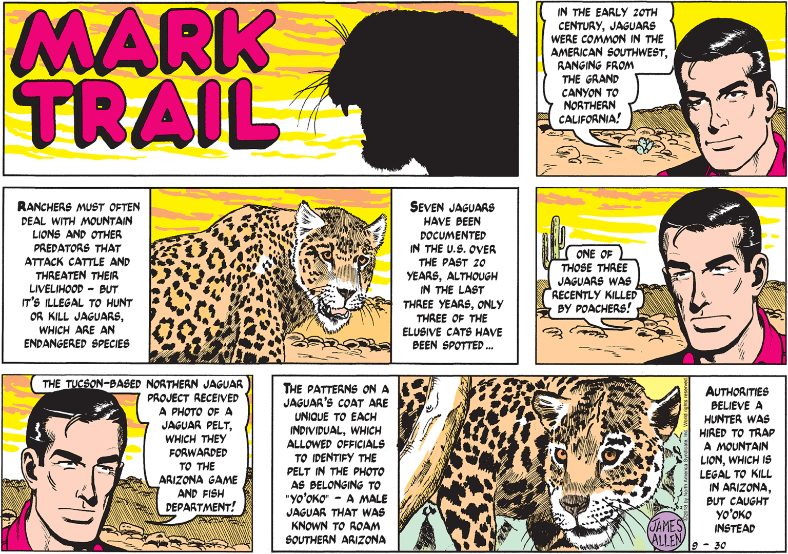 Publication OCR: MARK TRAIL IN THE EARLY 20TH CENTURYJAGUARS WERE COMMON IN THE AMERICAN SOUTHWESTRANGING FROM THE GRAND CANYON TO NORTHERN CALIFORNIA! RANCHERS MUST OFTEN DEAL WITH MOUNTAIN LIONS AND OTHER PREDATORS THAT ATTACK CATTLE AND THREATEN THEIR LIVELIHOOD - BUT IT'S ILLEGAL TO HUNT OR KILL JAGUARSWHICH ARE AN ENDANGERED SPECIES SEVEN JAGUARS HAVE BEEN DOCUMENTED IN THE U.S. OVER THE PAST 2O YEARSALTHOUGH IN THE LAST ONE OF THOSE THREE JAGUARS WAS RECENTLY KILLED BY POACHERS! THREE YEARSONLY THREE OF THE ELUSIVE CATS HAVE BEEN SPOTTED ... THE TUCSON-BASED NORTHERN JAGUAR PROJECT RECEIVED A PHOTO OF A JAGUAR PELTWHICH THEY FORWARDED TO THE ARIZONA GAME AND FISH DEPARTMENT! THE PATTERNS ON A JAGUAR'S COAT ARE UNIQUE TO EACH INDIVIDUALWHICH ALLOWED OFFICIALS TO IDENTIFY THE PELT IN THE PHOTO AS BELONGING TO "YO'OKO" - A MALE AUTHORITIES BELIEVE A HUNTER WAs HIRED TO TRAP A MOUNTAIN LIONWHICH IS LEGAL TO KILL IN ARIZONABUT CAUGHT YO'OKO INSTEAD JAGUAR THAT WAS KNOWN TO ROAM SOUTHERN ARIZZONA JAMES ALLEN - 30 MARK TRAIL IN THE EARLY 20TH CENTURYJAGUARS WERE COMMON IN THE AMERICAN SOUTHWESTRANGING FROM THE GRAND CANYON TO NORTHERN CALIFORNIA! RANCHERS MUST OFTEN DEAL WITH MOUNTAIN LIONS AND OTHER PREDATORS THAT ATTACK CATTLE AND THREATEN THEIR LIVELIHOOD - BUT IT'S ILLEGAL TO HUNT OR KILL JAGUARSWHICH ARE AN ENDANGERED SPECIES SEVEN JAGUARS HAVE BEEN DOCUMENTED IN THE U.S. OVER THE PAST 2O YEARSALTHOUGH IN THE LAST ONE OF THOSE THREE JAGUARS WAS RECENTLY KILLED BY POACHERS! THREE YEARSONLY THREE OF THE ELUSIVE CATS HAVE BEEN SPOTTED ... THE TUCSON-BASED NORTHERN JAGUAR PROJECT RECEIVED A PHOTO OF A JAGUAR PELTWHICH THEY FORWARDED TO THE ARIZONA GAME AND FISH DEPARTMENT! THE PATTERNS ON A JAGUAR'S COAT ARE UNIQUE TO EACH INDIVIDUALWHICH ALLOWED OFFICIALS TO IDENTIFY THE PELT IN THE PHOTO AS BELONGING TO "YO'OKO" - A MALE AUTHORITIES BELIEVE A HUNTER WAs HIRED TO TRAP A MOUNTAIN LIONWHICH IS LEGAL TO KILL IN ARIZONABUT CAUGHT YO'OKO INSTEAD JAGUAR THAT WAS KNOWN TO ROAM SOUTHERN ARIZZONA JAMES ALLEN - 30
