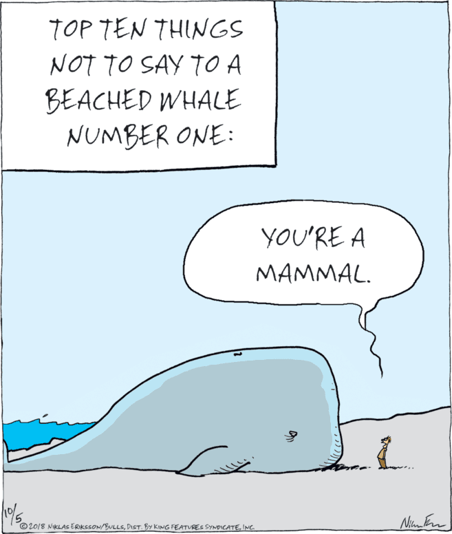 Illustration OCR: TOP TEN THINGS NOT TO SAY TO A BEACHED WHALE NUMBER ONE: YOU'RE A MAMMAL. ©2018 NIKLAS ERIKSSON/BULLSINC TOP TEN THINGS NOT TO SAY TO A BEACHED WHALE NUMBER ONE: YOU'RE A MAMMAL. ©2018 NIKLAS ERIKSSON/BULLSDIST. BY KING FEATURES SYNDICATE