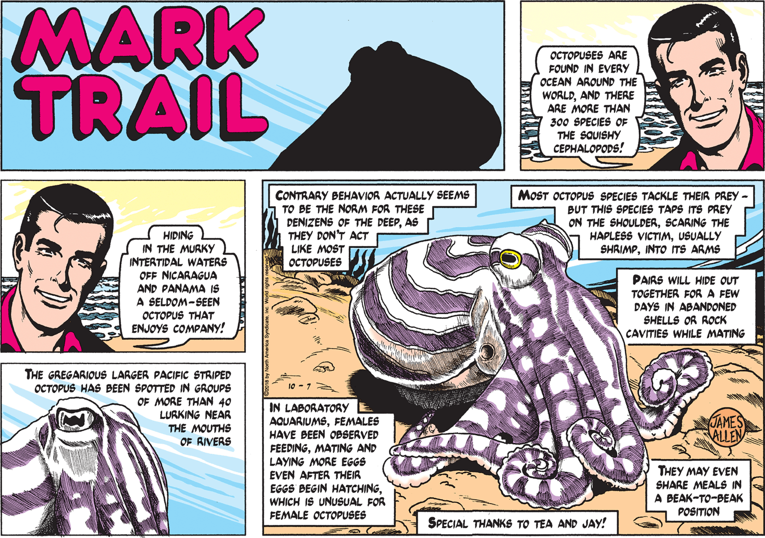 Line OCR: MARK TRAIL OCTOPUSES ARE FOUND IN EVERY OCEAN AROUND THE WORLDAND THERE ARE MORE THAN 300 SPECIES OF THE SQUISHY CEPHALOPODS! CONTRARY BEHAVIOR ACTUALLY SEEMS TO BE THE NORM FOR THESE DENIZENS OF THE DEEPAS THEY DON'T ACT MOST OCTOPUS SPECIES TACKLE THEIR PREY - BUT THIS SPECIES TAPS ITS PREY ON THE SHOULDERSCARING THE HAPLESS VICTIMUSUALLY SHRIMPINTO ITS ARMS HIDING IN THE MURKY INTERTIDAL WATERS OFF NICARAGUA AND PANAMA IS A SELDOM-SEEN LIKE MOST OCTOPUSES PAIRS WILL HIDE OUT TOGETHER FORA FEW DAYS IN ABANDONED SHELLS OR ROCK CAVITIES WHILE MATING OCTOPUS THAT ENJOYS COMPANY! THE GREGARIOUS LARGER PACIFIC STRIPED OCTOPUS HAS BEEN SPOTTED IN GROUPS OF MORE THAN 40 10 - 7 IN LABORATORY LURKING NEAR THE MOUTHS OF RIVERS JAMES ALLEN AQUARIUMSFEMALES HAVE BEEN OBSERVED FEEDINGMATING AND LAYING MORE EGGS EVEN AFTER THEIR EGGS BEGIN HATCHINGWHICH IS UNUSUAL FOR THEY MAY EVEN SHARE MEALS IN A BEAK-TO-BEAK POSITION FEMALE OCTOPUSES SPECIAL THANKS TO TEA AND JAY! MARK TRAIL OCTOPUSES ARE FOUND IN EVERY OCEAN AROUND THE WORLDAND THERE ARE MORE THAN 300 SPECIES OF THE SQUISHY CEPHALOPODS! CONTRARY BEHAVIOR ACTUALLY SEEMS TO BE THE NORM FOR THESE DENIZENS OF THE DEEPAS THEY DON'T ACT MOST OCTOPUS SPECIES TACKLE THEIR PREY - BUT THIS SPECIES TAPS ITS PREY ON THE SHOULDERSCARING THE HAPLESS VICTIMUSUALLY SHRIMPINTO ITS ARMS HIDING IN THE MURKY INTERTIDAL WATERS OFF NICARAGUA AND PANAMA IS A SELDOM-SEEN LIKE MOST OCTOPUSES PAIRS WILL HIDE OUT TOGETHER FORA FEW DAYS IN ABANDONED SHELLS OR ROCK CAVITIES WHILE MATING OCTOPUS THAT ENJOYS COMPANY! THE GREGARIOUS LARGER PACIFIC STRIPED OCTOPUS HAS BEEN SPOTTED IN GROUPS OF MORE THAN 40 10 - 7 IN LABORATORY LURKING NEAR THE MOUTHS OF RIVERS JAMES ALLEN AQUARIUMSFEMALES HAVE BEEN OBSERVED FEEDINGMATING AND LAYING MORE EGGS EVEN AFTER THEIR EGGS BEGIN HATCHINGWHICH IS UNUSUAL FOR THEY MAY EVEN SHARE MEALS IN A BEAK-TO-BEAK POSITION FEMALE OCTOPUSES SPECIAL THANKS TO TEA AND JAY!