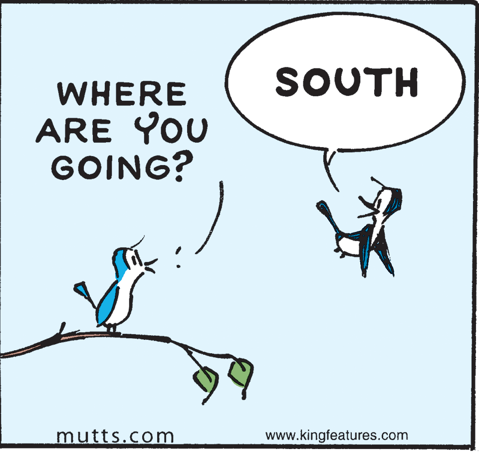 Art OCR: SOUTH WHERE ARE YOU GOING? mutts.com www.kingfeatures.com SOUTH WHERE ARE YOU GOING? mutts.com www.kingfeatures.com