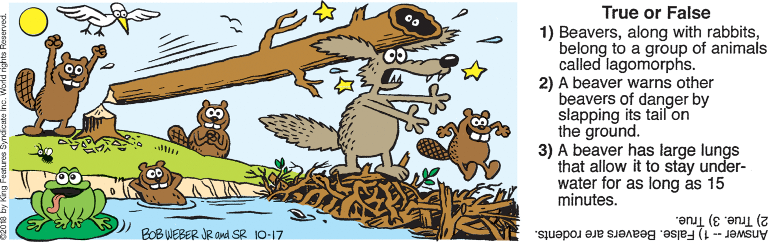 Adaptation OCR: True or False 1) Beaversbelong to a group of animals called lagomorphs. 2) A beaver warns other beavers of danger by slapping its tail on the ground. 3) A beaver has large lungs that allow it to stay under- water for as long as 15 minutes. BOB WEBER JR and SR 10-17 2) True. 3) True. Answer1) False. Beavers are rodents. True or False 1) Beaversalong with rabbitsbelong to a group of animals called lagomorphs. 2) A beaver warns other beavers of danger by slapping its tail on the ground. 3) A beaver has large lungs that allow it to stay under- water for as long as 15 minutes. BOB WEBER JR and SR 10-17 2) True. 3) True. Answer1) False. Beavers are rodents.
