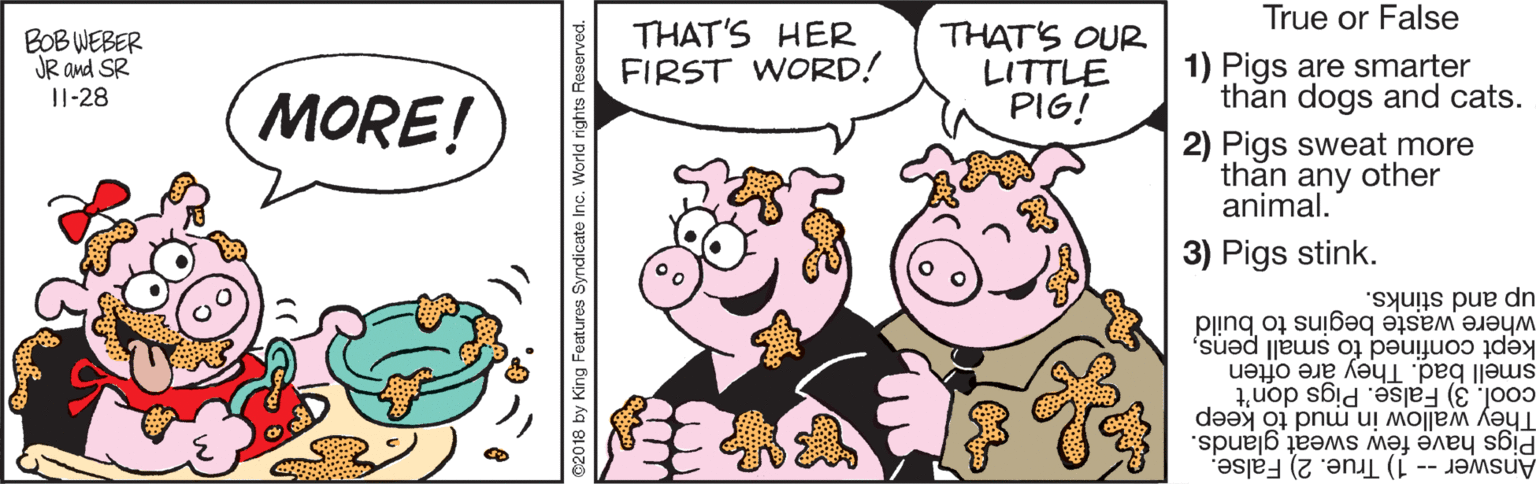 Animation OCR: True or False BOB WEBER JR and SR I1-28 THAT'S HER FIRST WORD! THAT'S OUR LITTLE PIG! 1) Pigs are smarter than dogs and cats. MORE! 2) Pigs sweat more than any other animal. 3) Pigs stink. where waste begins to build up and stinks. kept confined fo small penssmell bad. They are often cool. 3) False. Pigs don't Pigs have féw sweat glands. They wallow in mud to keep Answer -- 1) True. 2) False. 02018 by King Features Syridicate Inc. World rights Re True or False BOB WEBER JR and SR I1-28 THAT'S HER FIRST WORD! THAT'S OUR LITTLE PIG! 1) Pigs are smarter than dogs and cats. MORE! 2) Pigs sweat more than any other animal. 3) Pigs stink. where waste begins to build up and stinks. kept confined fo small penssmell bad. They are often cool. 3) False. Pigs don't Pigs have féw sweat glands. They wallow in mud to keep Answer -- 1) True. 2) False. 02018 by King Features Syridicate Inc. World rights Re