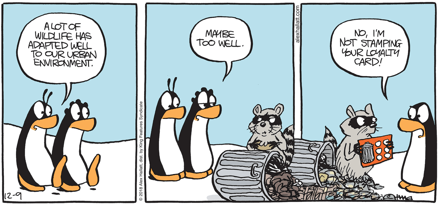 Comics OCR: ARGTIC GRAE ALOTOF WILDLIFE HAS ADAPTED WEL TO OUR URBAN ENVIRONMENT. NOI'M NOT STAMPING YOUR LOMALTY CARD! MAMBE TOO WELL. BY ALEX HALLATT ARGTIC GRAE ALOTOF WILDLIFE HAS ADAPTED WEL TO OUR URBAN ENVIRONMENT. NOI'M NOT STAMPING YOUR LOMALTY CARD! MAMBE TOO WELL. BY ALEX HALLATT