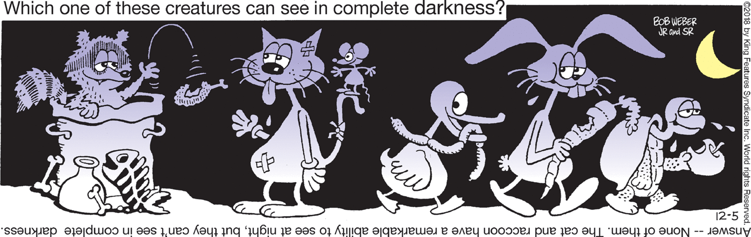 Photo caption OCR: Which one of these creatures can see in complete darkness? BOB WEBER JR and SR 12-5 Answer -- None of them. The cat and raccoon have a remarkable ability to see at nightbut they can't see in complete darkness. Which one of these creatures can see in complete darkness? BOB WEBER JR and SR 12-5 Answer -- None of them. The cat and raccoon have a remarkable ability to see at nightbut they can't see in complete darkness.