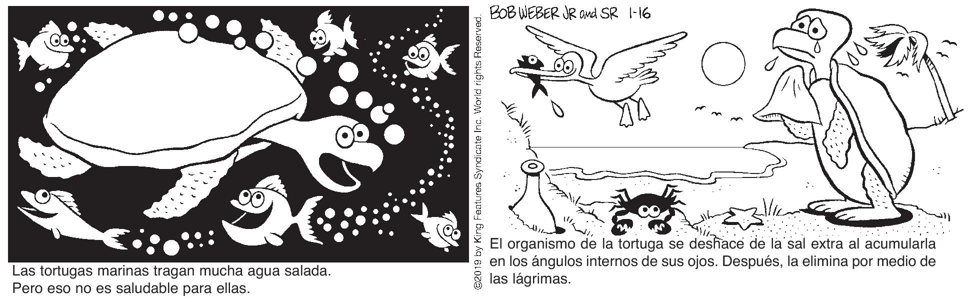 Art OCR: BOB WEBER JR ad SR I-16 El organismo de la tortuga se deshace de la sal extra al acumularla en los ángulos internos de sus ojos. Despuésla elimina por medio de las lágrimas. Las tortugas marinas tragan mucha agua salada. Pero eso no es saludable para ellas. by King Featuros Syndicate Inc. World rig BOB WEBER JR ad SR I-16 El organismo de la tortuga se deshace de la sal extra al acumularla en los ángulos internos de sus ojos. Despuésla elimina por medio de las lágrimas. Las tortugas marinas tragan mucha agua salada. Pero eso no es saludable para ellas. by King Featuros Syndicate Inc. World rig