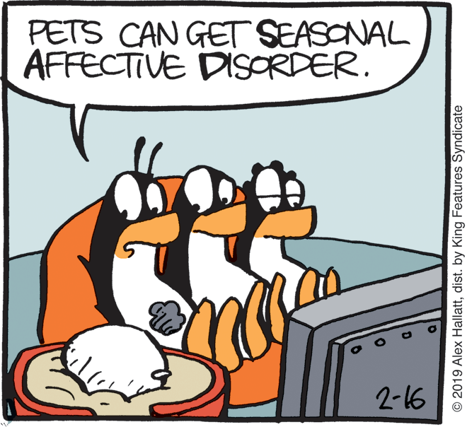 Fiction OCR: PETS CAN GET SEASONAL AFFECTIVE DISORDER. 2-16 © 2019 Alex Hallattdist. by King Features Syndicate PETS CAN GET SEASONAL AFFECTIVE DISORDER. 2-16 © 2019 Alex Hallattdist. by King Features Syndicate