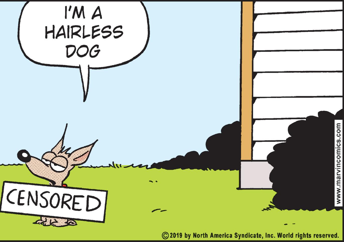 Happy OCR: I'M A HAIRLESS DOG CENSORED © 2019 by North America SyndicateInc. World rights reserved. www.marvincomics.com I'M A HAIRLESS DOG CENSORED © 2019 by North America SyndicateInc. World rights reserved. www.marvincomics.com