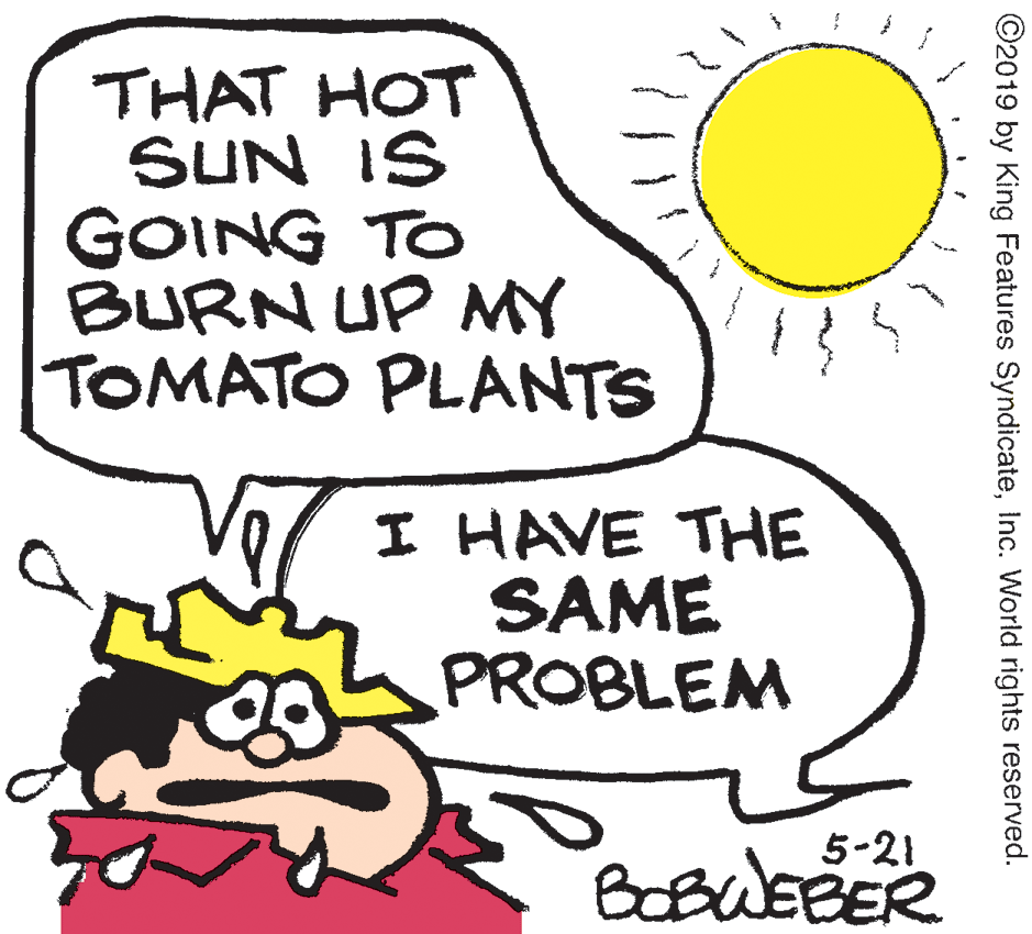 Line art OCR: THAT HOT SUN IS GOING TO BURN UP MY TOMATO PLANTS I HAVE THE SAME PROBLEM 5-21 BOBWEBER ©2019 by King Features SyndicateInc. World rights reserved. THAT HOT SUN IS GOING TO BURN UP MY TOMATO PLANTS I HAVE THE SAME PROBLEM 5-21 BOBWEBER ©2019 by King Features SyndicateInc. World rights reserved.