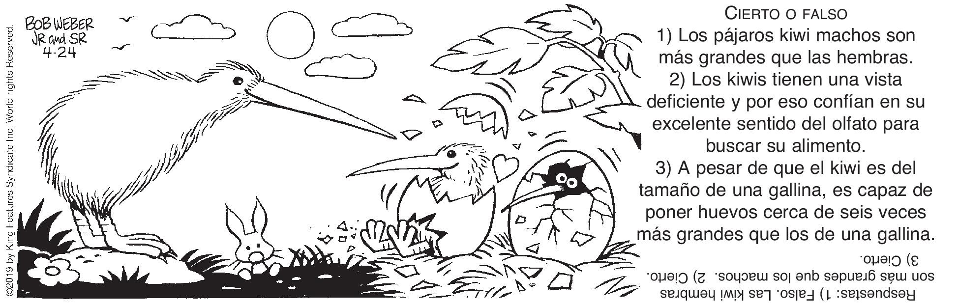 Style OCR: CIERTO O FALSO BOB WEBER 1) Los pájaros kiwi machos son más grandes que las hembras. 2) Los kiwis tienen una vista deficiente y por eso confían en su excelente sentido del olfato para JR Ond SR 4-24 buscar su alimento. 3) A pesar de que el kiwi es del tamaño de una gallinaes capaz de poner huevos cerca de seis veces más grandes que los de una gallina. 3) Cierto. son más grandes que los machos. 2) Cierto. Respuestas: 1) Falso. Las kiwi hembras res Syndicate Inc. World rights Heserved. CIERTO O FALSO BOB WEBER 1) Los pájaros kiwi machos son más grandes que las hembras. 2) Los kiwis tienen una vista deficiente y por eso confían en su excelente sentido del olfato para JR Ond SR 4-24 buscar su alimento. 3) A pesar de que el kiwi es del tamaño de una gallinaes capaz de poner huevos cerca de seis veces más grandes que los de una gallina. 3) Cierto. son más grandes que los machos. 2) Cierto. Respuestas: 1) Falso. Las kiwi hembras res Syndicate Inc. World rights Heserved.