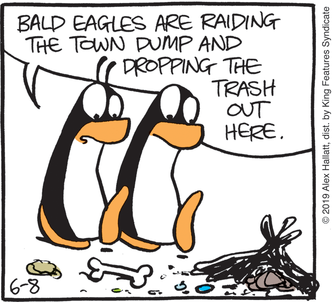 Clip art OCR: BALD EAGLES ARE RAIDING THE TOWN DUMP AND DROPPING THE TRASH OUT HERE. 6-8 © 2019 Alex Hallattdist. by King Features Syndicate BALD EAGLES ARE RAIDING THE TOWN DUMP AND DROPPING THE TRASH OUT HERE. 6-8 © 2019 Alex Hallattdist. by King Features Syndicate
