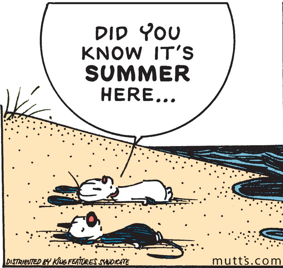 Visual arts OCR: DID YOU KNOW IT'S SUMMER HERE... DISTRIBUTED BY KNG FEATURES SANDICATE mutts.com DID YOU KNOW IT'S SUMMER HERE... DISTRIBUTED BY KNG FEATURES SANDICATE mutts.com