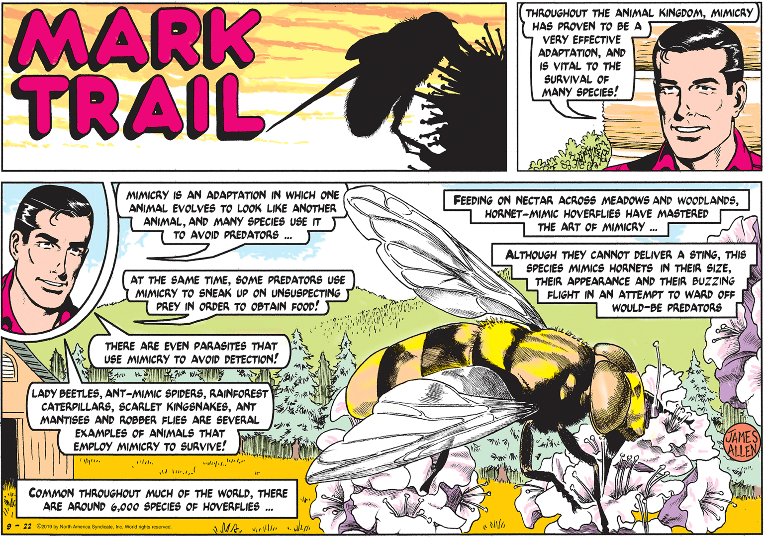 Publication OCR: MARK TRAIL THROUGHOUT THE ANIMAL KINGDOMMIMICAY HAS PROVEN TO BE A VERY EFFECTIVE ADAPTATIONAND IS VITAL TO THE SURVIVAL OF MANY SPECIES! MIMICRY IS AN ADAPTATION IN WHICH ONE ANIMAL EVOLVES TO LOOK LIKE ANOTHER ANIMALAND MANY SPECIES USE IT TO AVOID PREDATORS . FEEDING ON NECTAR ACROSS MEADOWS AND WOODLANDSHORNET-MIMIC HOVERFLIES HAVE MASTERED THE ART OF MIMICRY . AT THE SAME TIMESOME PREDATORS USE MIMICRY TO SNEAK UP ON UNSUSPECTING PREY IN ORDER TO OBTAIN FOOD! ALTHOUGH THEY CANNOT DELIVER A STINGTHIS SPECIES MIMICS HORNETS IN THEIR SIZETHEIR APPEARANCE AND THEIR BUZZING FLIGHT IN AN ATTEMPT TO WARD OFF WOULD-BE PREDATORS THERE ARE EVEN PARASITES THAT USE MIMICRY TO AVOID DETECTION! LADY BEETLESRAINFOREST CATERPILLARSANT MANTISES AND ROBBER FLIES ARE SEVERAL EXAMPLES OF ANIMALS THAT EMPLOY MIMICRY TO SURVIVE! JAMES ALLEN COMMON THROUGHOUT MUCH OF THE WORLDTHERE ARE AROUND G000 SPECIES OF HOVERFLIES . MA vril 9- 22 Ca019 by North America SyndicateInc. WWorld rights reserved. MARK TRAIL THROUGHOUT THE ANIMAL KINGDOMMIMICAY HAS PROVEN TO BE A VERY EFFECTIVE ADAPTATIONAND IS VITAL TO THE SURVIVAL OF MANY SPECIES! MIMICRY IS AN ADAPTATION IN WHICH ONE ANIMAL EVOLVES TO LOOK LIKE ANOTHER ANIMALAND MANY SPECIES USE IT TO AVOID PREDATORS . FEEDING ON NECTAR ACROSS MEADOWS AND WOODLANDSHORNET-MIMIC HOVERFLIES HAVE MASTERED THE ART OF MIMICRY . AT THE SAME TIMESOME PREDATORS USE MIMICRY TO SNEAK UP ON UNSUSPECTING PREY IN ORDER TO OBTAIN FOOD! ALTHOUGH THEY CANNOT DELIVER A STINGTHIS SPECIES MIMICS HORNETS IN THEIR SIZETHEIR APPEARANCE AND THEIR BUZZING FLIGHT IN AN ATTEMPT TO WARD OFF WOULD-BE PREDATORS THERE ARE EVEN PARASITES THAT USE MIMICRY TO AVOID DETECTION! LADY BEETLESANT-MIMIC SPIDERSRAINFOREST CATERPILLARSSCARLET KINGSNAKESANT MANTISES AND ROBBER FLIES ARE SEVERAL EXAMPLES OF ANIMALS THAT EMPLOY MIMICRY TO SURVIVE! JAMES ALLEN COMMON THROUGHOUT MUCH OF THE WORLDTHERE ARE AROUND G000 SPECIES OF HOVERFLIES . MA vril 9- 22 Ca019 by North America SyndicateInc. WWorld rights reserved.