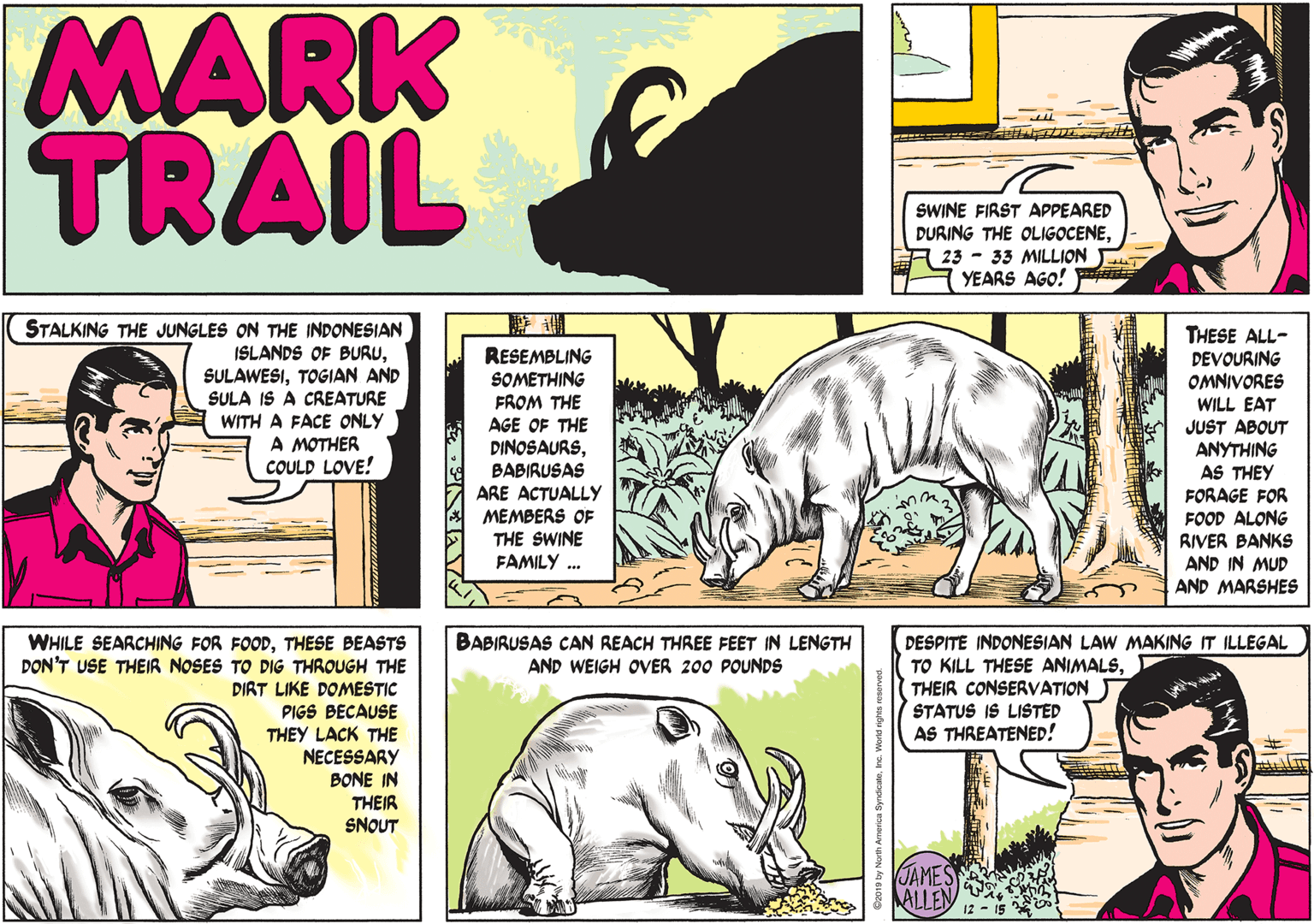 Publication OCR: MARK TRAIL SWINE FIRST APPEARED DURING THE OLIGOCENEA 23 - 33 MILLION T YEARS AGO! STALKING THE JUNGLES ON THE INDONESIAN ISLANDS OF BURUTOGIAN AND SULA IS A CREATURE THESE ALL- RESEMBLING SOMETHING FROM THE AGE OF THE DINOSAURSBABIRUSAS ARE ACTUALLY MEMBERS OF THE SWINE FAMILY .. DEVOURING OMNIVORES WILL EAT JUST ABOUT ANYTHING AS THEY FORAGE FOR WITH A FACE ONLY A MOTHER COULD LOVE! FOOD ALONG RIVER BANKS AND IN MUD AND MARSHES BABIRUSAS CAN REACH THREE FEET IN LENGTH AND WEIGH OVER 200 POUNDS WHILE SEARCHING FOR FOODTHESE BEASTS DON'T USE THEIR NOSES TO DIG THROUGH THE DIRT LIKE DOMESTIC PIGS BECAUSE THEY LACK THE NECESSARY BONE IN DESPITE INDONESIAN LAW MAKING IT ILLEGAL TO KILL THESE ANIMALSTHEIR CONSERVATION STATUS IS LISTED AS THREATENED! THEIR SNOUT JAMES ALLEN MARK TRAIL SWINE FIRST APPEARED DURING THE OLIGOCENEA 23 - 33 MILLION T YEARS AGO! STALKING THE JUNGLES ON THE INDONESIAN ISLANDS OF BURUTOGIAN AND SULA IS A CREATURE THESE ALL- RESEMBLING SOMETHING FROM THE AGE OF THE DINOSAURSBABIRUSAS ARE ACTUALLY MEMBERS OF THE SWINE FAMILY .. DEVOURING OMNIVORES WILL EAT JUST ABOUT ANYTHING AS THEY FORAGE FOR WITH A FACE ONLY A MOTHER COULD LOVE! FOOD ALONG RIVER BANKS AND IN MUD AND MARSHES BABIRUSAS CAN REACH THREE FEET IN LENGTH AND WEIGH OVER 200 POUNDS WHILE SEARCHING FOR FOODTHESE BEASTS DON'T USE THEIR NOSES TO DIG THROUGH THE DIRT LIKE DOMESTIC PIGS BECAUSE THEY LACK THE NECESSARY BONE IN DESPITE INDONESIAN LAW MAKING IT ILLEGAL TO KILL THESE ANIMALSTHEIR CONSERVATION STATUS IS LISTED AS THREATENED! THEIR SNOUT JAMES ALLEN