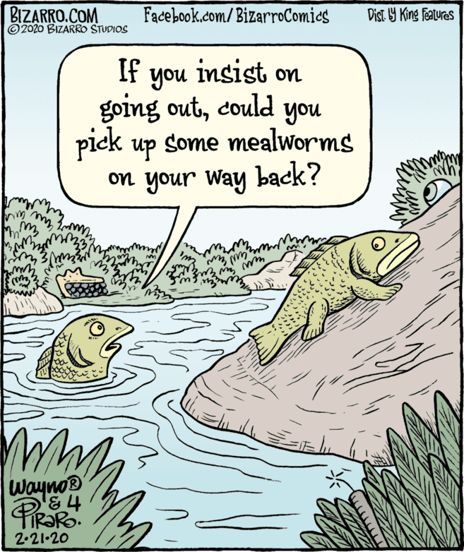 Illustration OCR: BIZARRO.COM © 2020 BIZARRO STUDIOS Facebook.com/ BizarroComics Dist 9 King Features If you insist on going outcould you piek up some mealworms on your Way back? Wayno® 2.21•20 BIZARRO.COM © 2020 BIZARRO STUDIOS Facebook.com/ BizarroComics Dist 9 King Features If you insist on going outcould you piek up some mealworms on your Way back? Wayno® 2.21•20