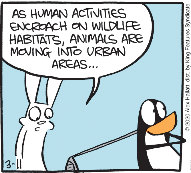 Fictional character OCR: AS HUMAN ACTIVITIES ENCROACH ON WILDUE HABITATSANIMALS ARE MOVING INTO URBAN AREAS.. 311 © 2020 Alex Hallattdist. by King Features Syndicate AS HUMAN ACTIVITIES ENCROACH ON WILDUE HABITATSANIMALS ARE MOVING INTO URBAN AREAS.. 311 © 2020 Alex Hallattdist. by King Features Syndicate