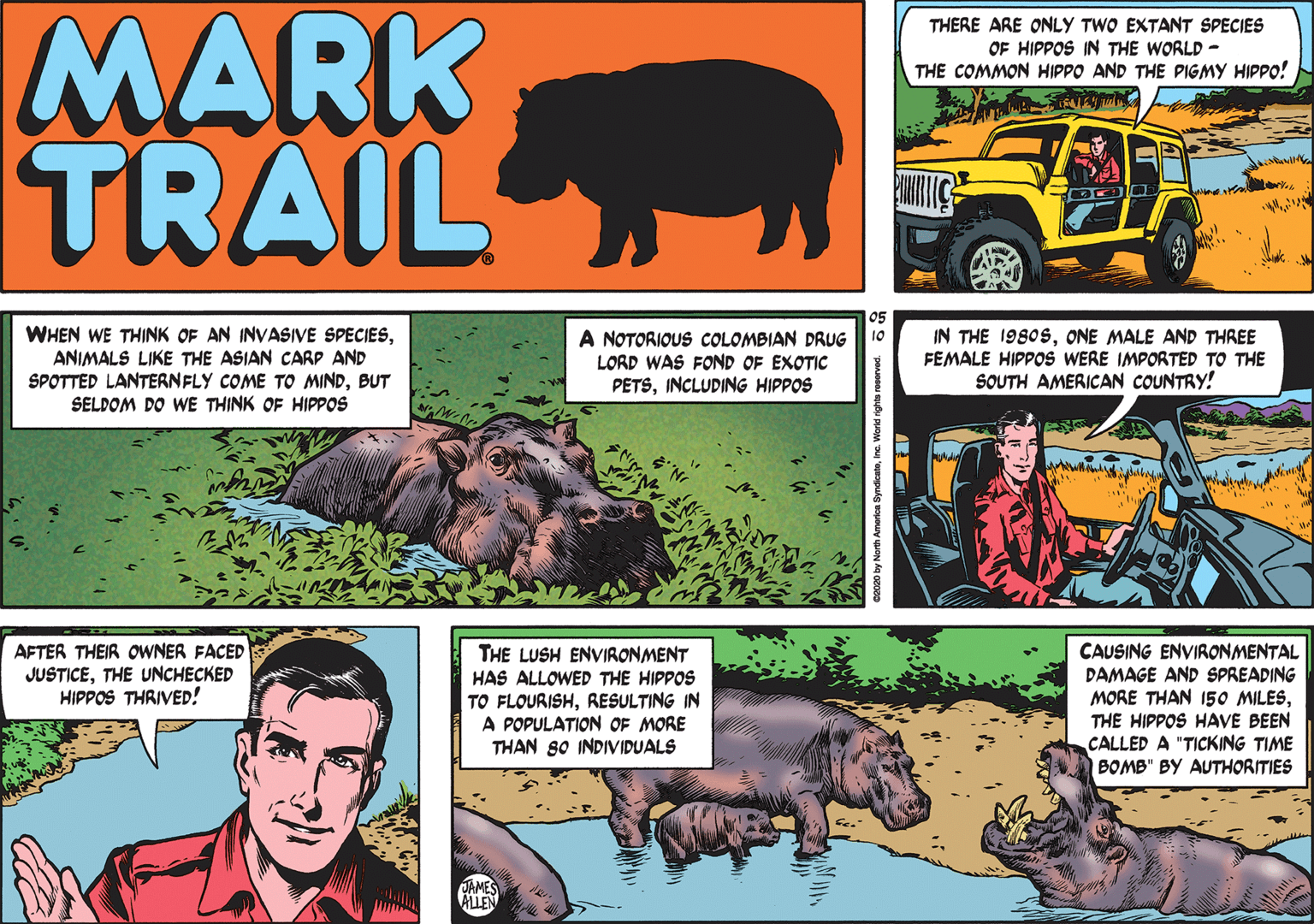 Comics OCR: MARK TRAIL THERE ARE ONLY TWO EXTANT SPECIES OF HIPPOS IN THE WORLD- THE COMMON HIPPO AND THE PIGMY HIPPO! 05 WHEN WE THINK OF AN INVASIVE SPECIESANIMALS LIKE THE ASIAN CARP AND SPOTTED LANTERNFLY COME TO MINDBUT SELDOM DO WE THINK OF HIPPOS A NOTORIOUS COLOMBIAN DRUG LORD WAS FOND OF EXOTIC PETSINCLUDING HIPPOS IN THE 1980SONE MALE AND THREE FEMALE HIPPOS WERE IMPORTED TO THE SOUTH AMERICAN COUNTRY! CAUSING ENVIRONMENTAL DAMAGE AND SPREADING MORE THAN 150 MILESTHE HIPPOS HAVE BEEN CALLED A "TICKING TIME BOMB" BY AUTHORITIES AFTER THEIR OWNER FACED JUSTICETHE UNCHECKED HIPPOS THRIVED! THE LUSH ENVIRONMENT HAS ALLOWED THE HIPPOS TO FLOURISHRESULTING IN A POPULATION OF MORE THAN 80 INDIVIDUALS ALLEN by North Amarkca Syn MARK TRAIL THERE ARE ONLY TWO EXTANT SPECIES OF HIPPOS IN THE WORLD- THE COMMON HIPPO AND THE PIGMY HIPPO! 05 WHEN WE THINK OF AN INVASIVE SPECIESANIMALS LIKE THE ASIAN CARP AND SPOTTED LANTERNFLY COME TO MINDBUT SELDOM DO WE THINK OF HIPPOS A NOTORIOUS COLOMBIAN DRUG LORD WAS FOND OF EXOTIC PETSINCLUDING HIPPOS IN THE 1980SONE MALE AND THREE FEMALE HIPPOS WERE IMPORTED TO THE SOUTH AMERICAN COUNTRY! CAUSING ENVIRONMENTAL DAMAGE AND SPREADING MORE THAN 150 MILESTHE HIPPOS HAVE BEEN CALLED A "TICKING TIME BOMB" BY AUTHORITIES AFTER THEIR OWNER FACED JUSTICETHE UNCHECKED HIPPOS THRIVED! THE LUSH ENVIRONMENT HAS ALLOWED THE HIPPOS TO FLOURISHRESULTING IN A POPULATION OF MORE THAN 80 INDIVIDUALS ALLEN by North Amarkca Syn