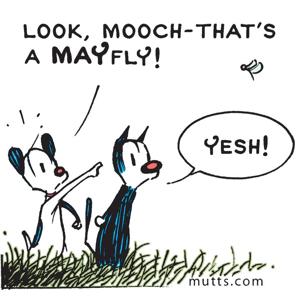 Photo caption OCR: LOOKMOOCH-THAT'S A MAYFLY! YESH! mutts.com LOOKMOOCH-THAT'S A MAYFLY! YESH! mutts.com