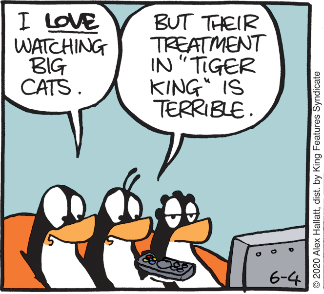 Fictional character OCR: I love WATCHING BIG CATS. BUT THEIR TREATMENT IN "TIGER KING" IS TERRIBLE. 6-4 © 2020 Alex Hallattdist. by King Features Syndicate I love WATCHING BIG CATS. BUT THEIR TREATMENT IN "TIGER KING" IS TERRIBLE. 6-4 © 2020 Alex Hallattdist. by King Features Syndicate