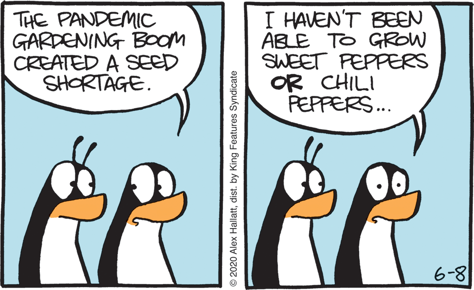 Humour OCR: THE PANDEMIC GARDENING BOOM CREATED A SEED SHORTAGE. I HAVEN'T BEEN ABLE TO GROW SWEET FEPPERS OR CHILI PEPPERS.. 6-8 © 2020 Alex Hallattdist. by King Features Syndicate THE PANDEMIC GARDENING BOOM CREATED A SEED SHORTAGE. I HAVEN'T BEEN ABLE TO GROW SWEET FEPPERS OR CHILI PEPPERS.. 6-8 © 2020 Alex Hallattdist. by King Features Syndicate
